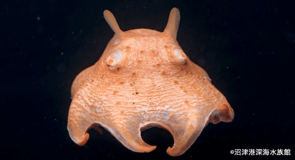 私がめんだこを愛する理由。｜めんだこ