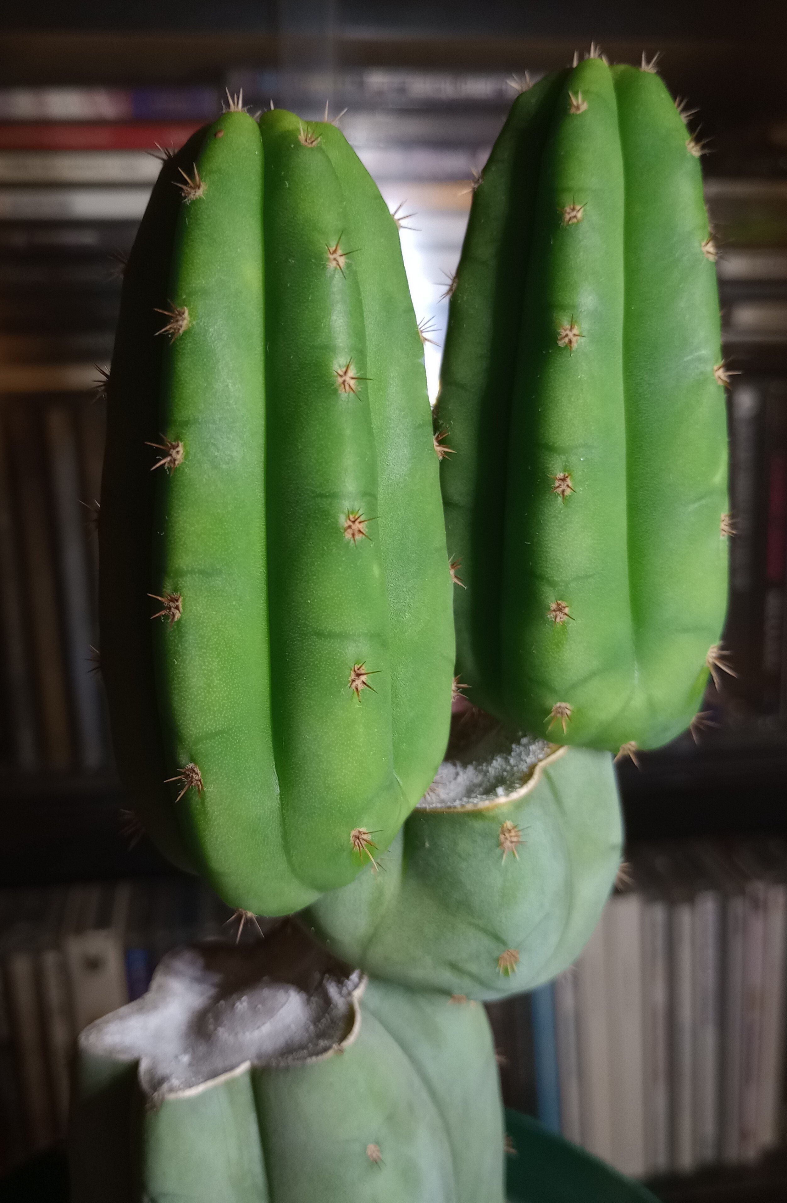 多聞柱(Trichocereus・Echinopsis Pachanoi/サボテン)｜Michito
