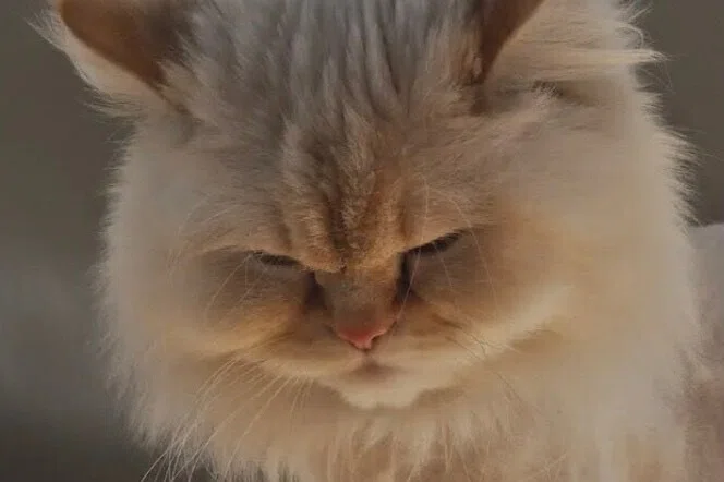 猫種紹介】①ヒマラヤン（飼い猫れんれん）｜まいまいこ