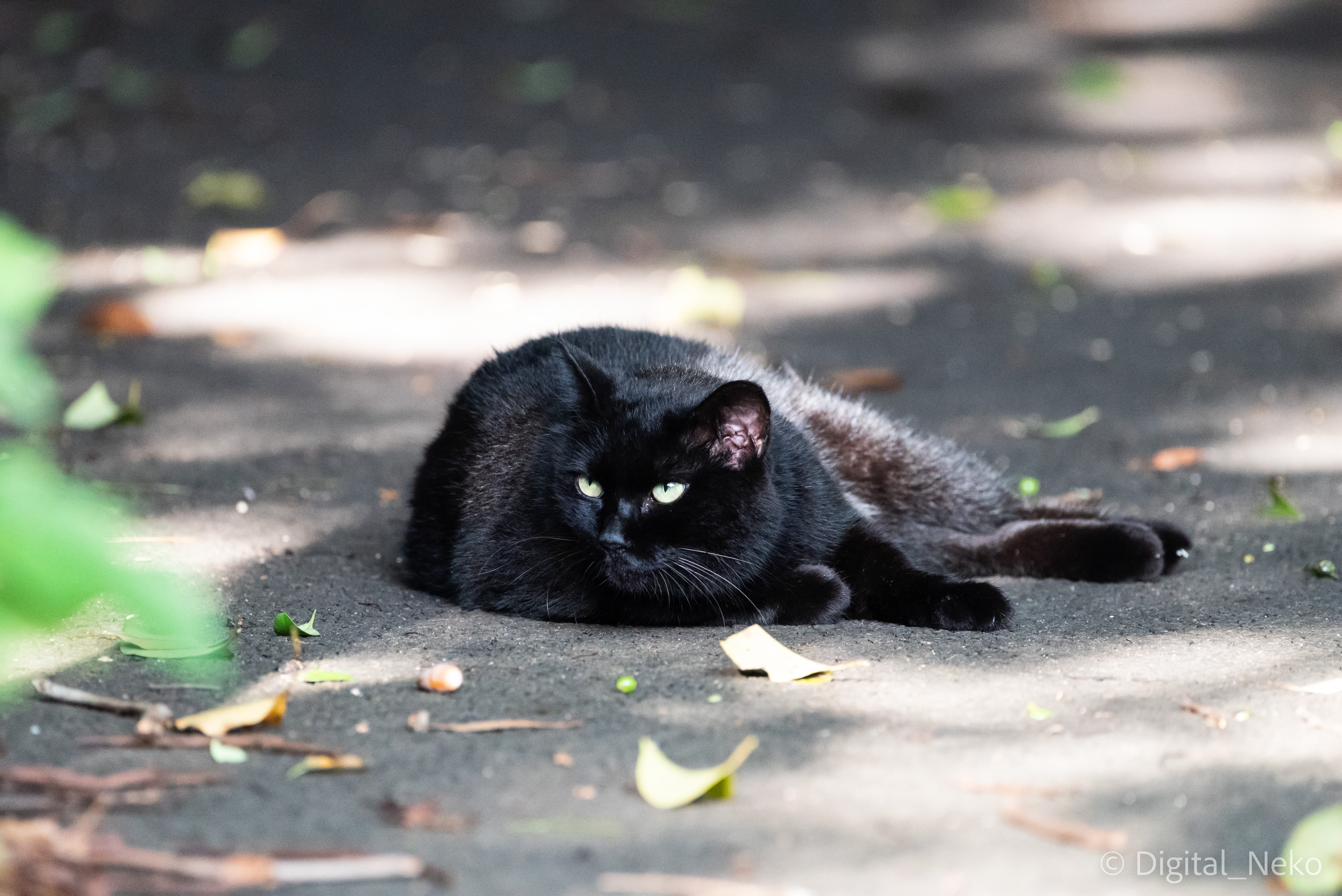 黒猫のいる風景 猫写真 けえる Note