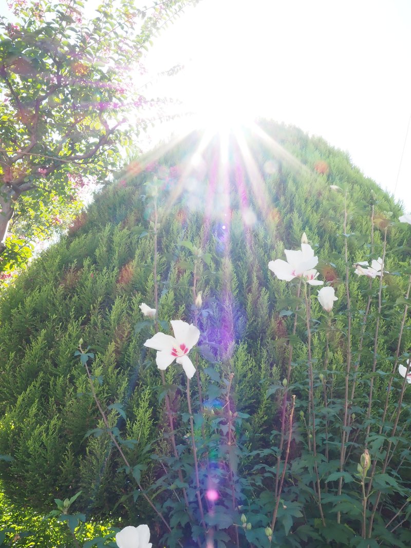 散歩にでかけたら、華やかな花が目に飛び込んできた。近づいて見上げると光のシャワーを浴びている。季節外れのクリスマスツリー。いいことありそう。