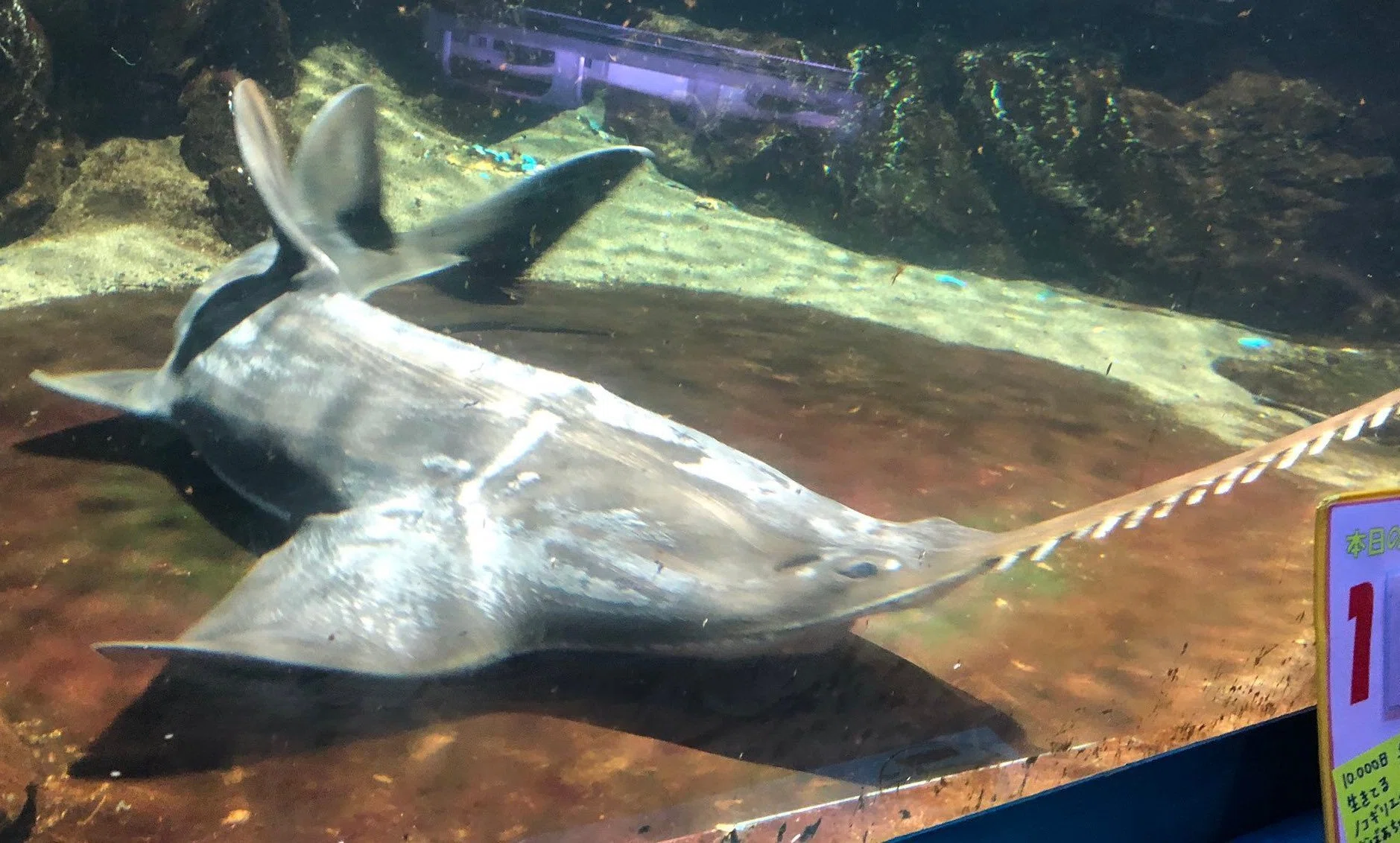 意外と似ている サメとエイ 稲垣湧斗 Note 意外と似ている サメとエイ 稲垣湧斗 Note