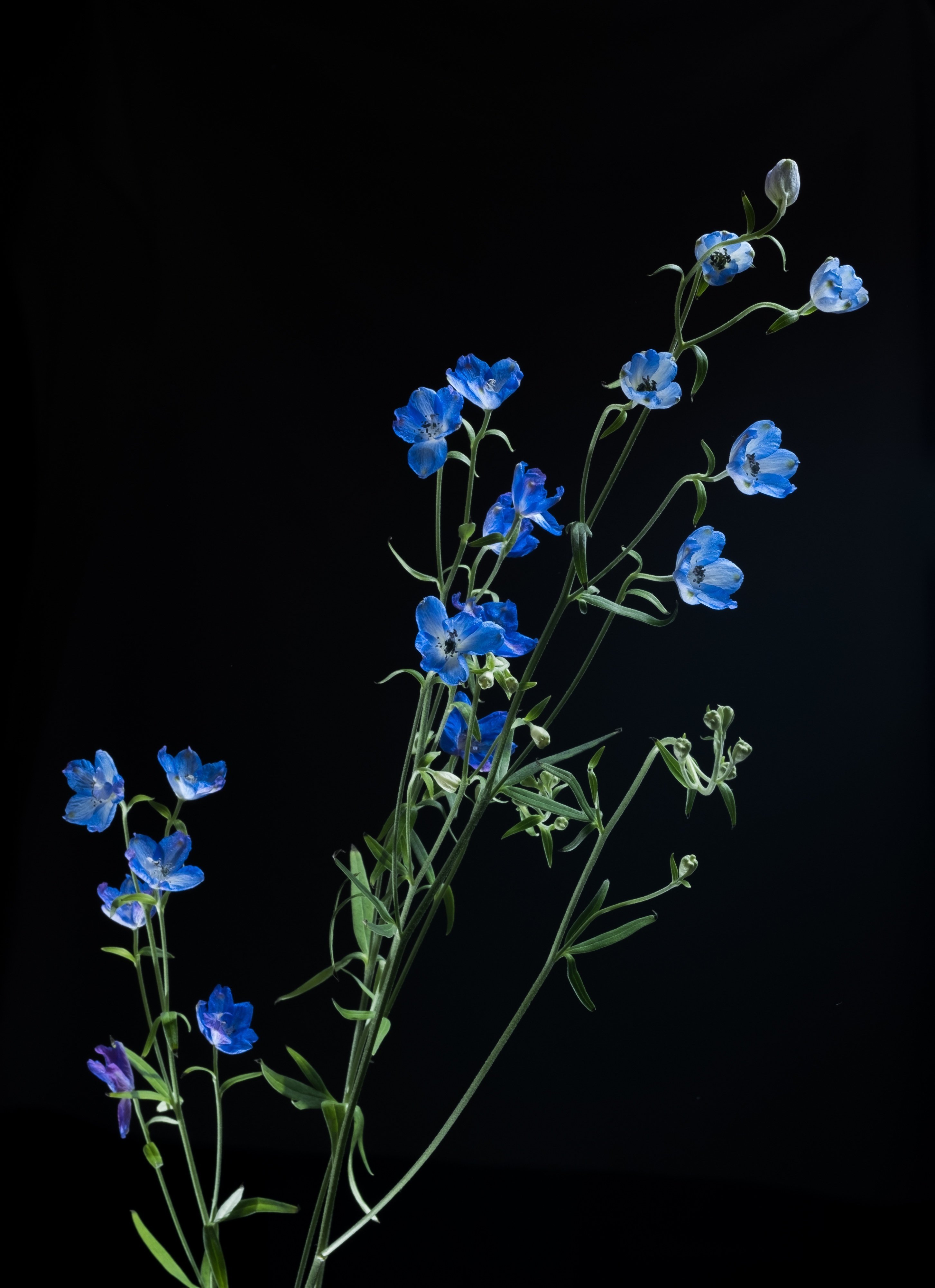 デルフィニウム グランブルー｜タキツネ | 花の写真を撮ります