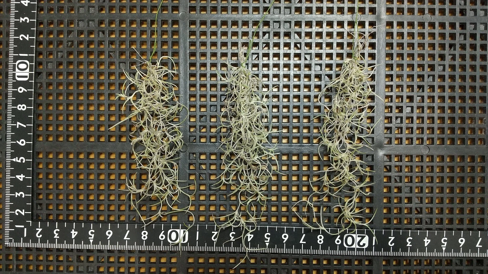 チランジア入荷リスト9/4｜NatureGarden🌿神田
