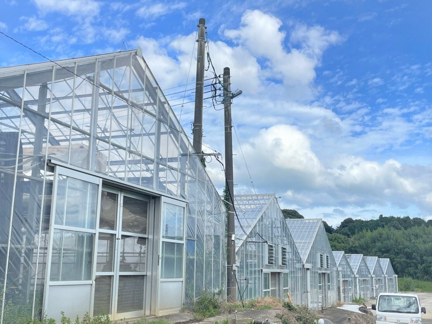 自然農法栽培農薬不使用 大葉 青シソたっぷり100枚とサービス
