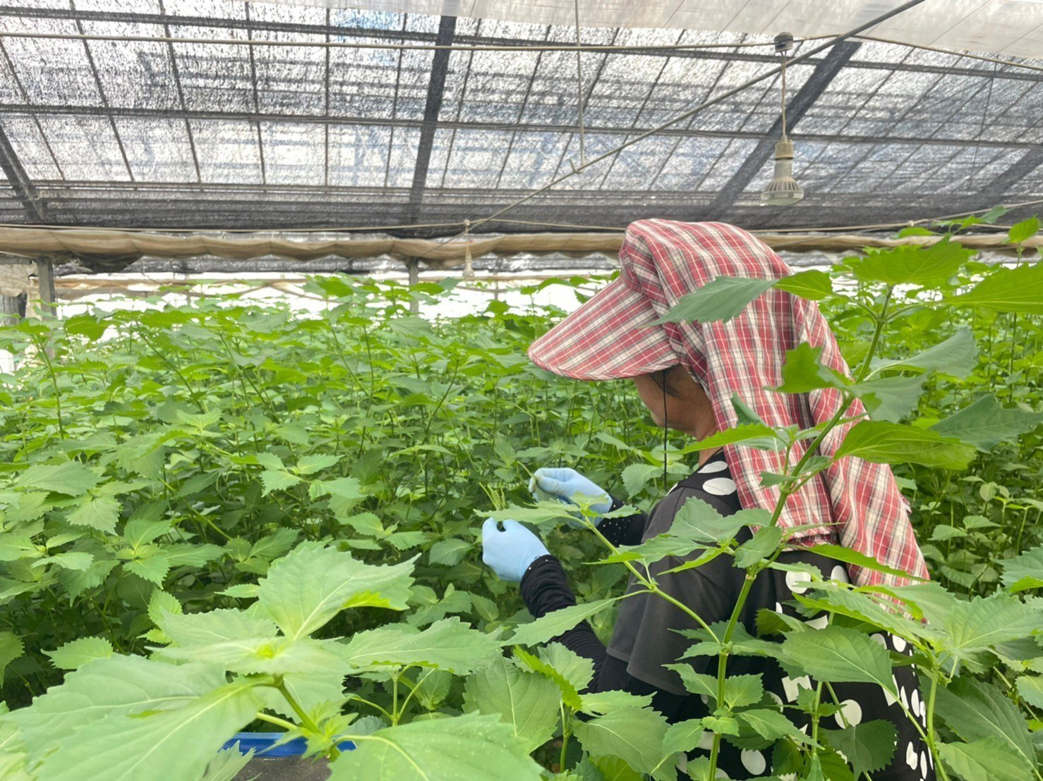 京田園】見た目よりも味の良さを追求した”大葉”の摘み取り作業、年中