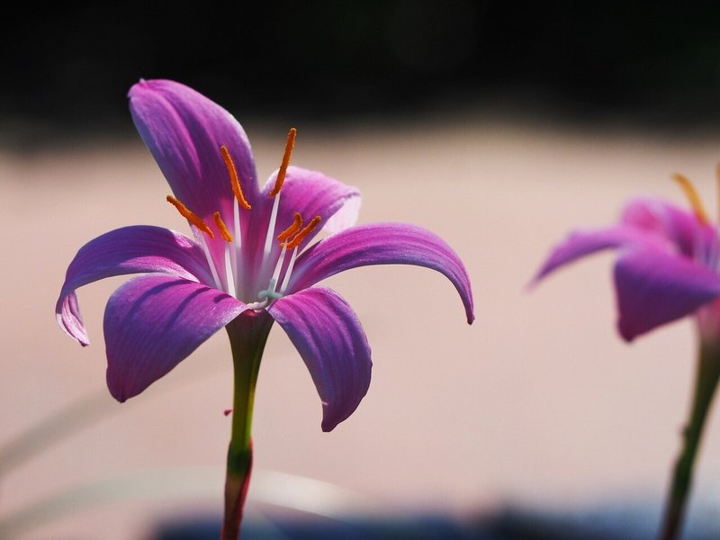 ピンクの風は便りを運んで サフランモドキ Litepi リテピ Note