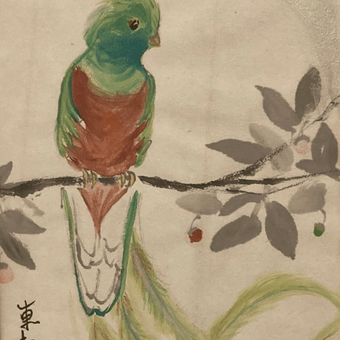 中南米の神の鳥とも呼ばれるとても美しいケツァールという鳥と