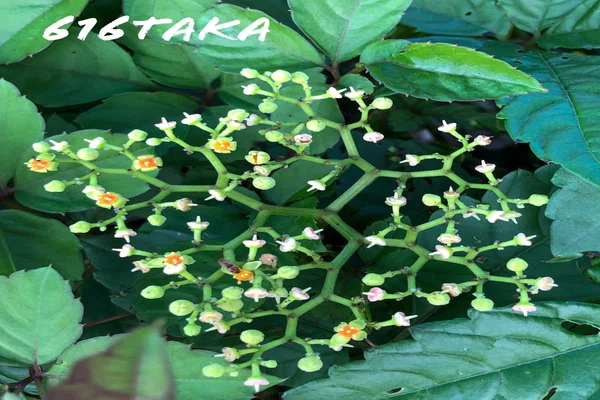 ヤブガラシの花 の新着タグ記事一覧 Note つくる つながる とどける