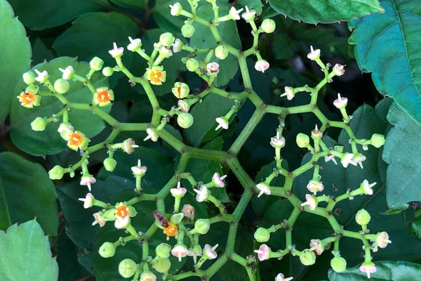 ヤブガラシの花 の新着タグ記事一覧 Note つくる つながる とどける ヤブガラシの花 の新着タグ記事一覧 Note つくる つながる とどける