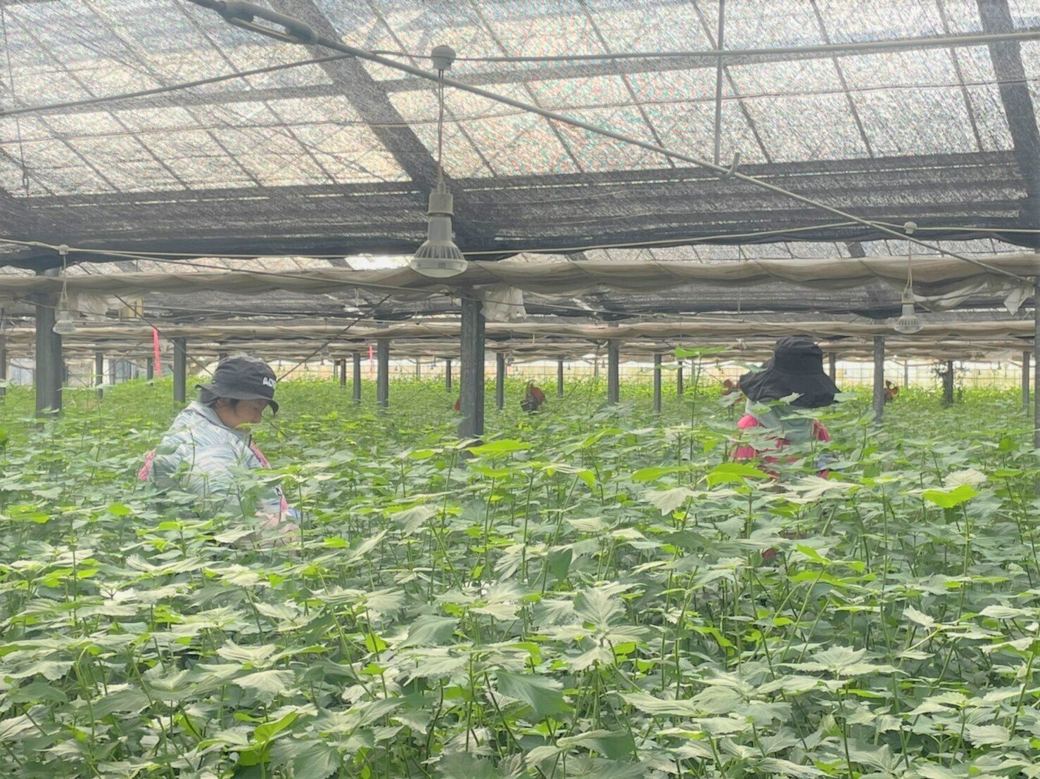京田園】見た目よりも味の良さを追求した”大葉”の摘み取り作業、年中