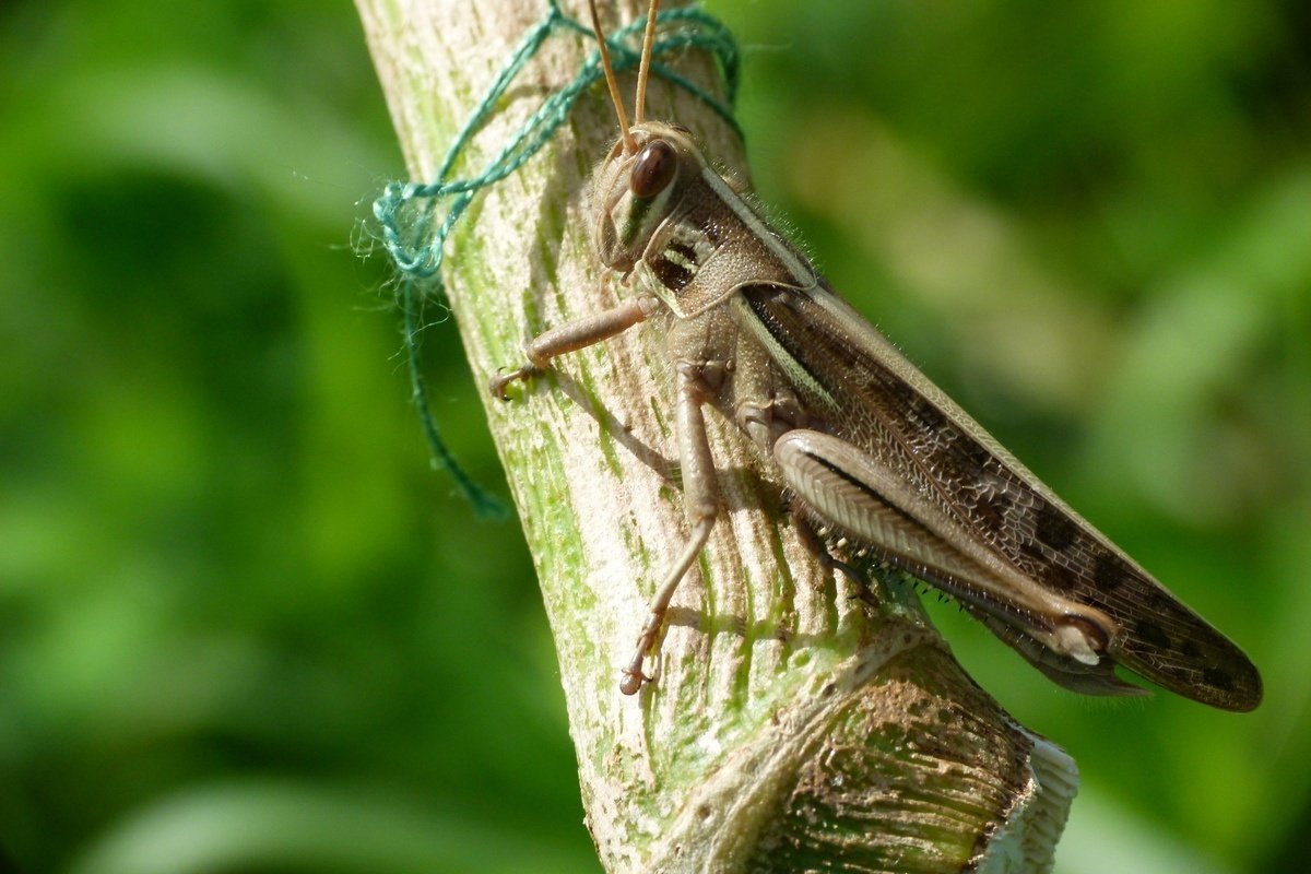バッタ釣りにはいいかげんが良い加減 じいちゃんの小さな博物記 ポプラ社 こどもの本編集部 Note バッタ釣りにはいいかげんが良い加減 じいちゃんの小さな博物記 ポプラ社 こどもの本編集部 Note
