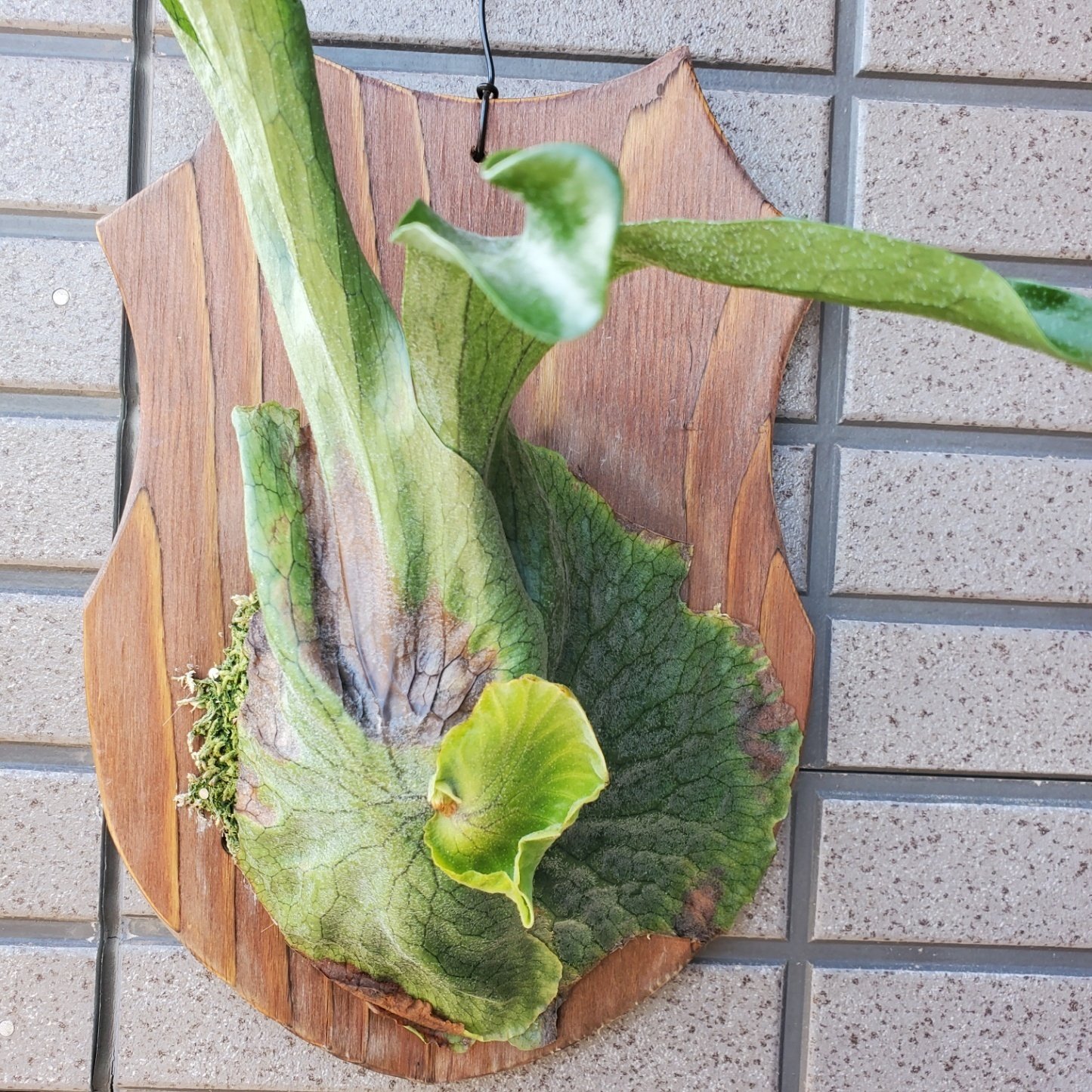 ビカクシダの貯水葉が枯れるのは Ikkyu Note
