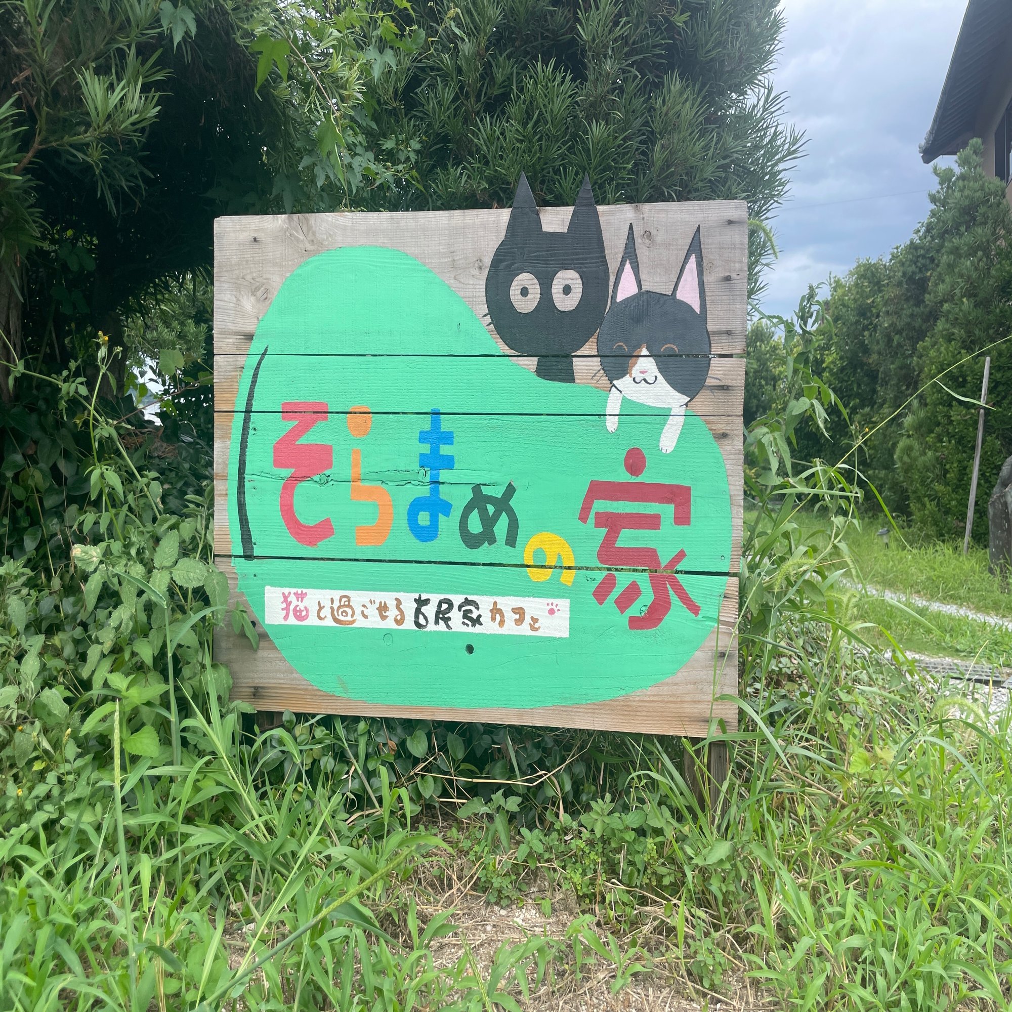 可愛い猫ちゃんたちがお出迎え 猫と過ごせる古民家カフェ そらまめの家 週刊みとよ ほんまモンradio