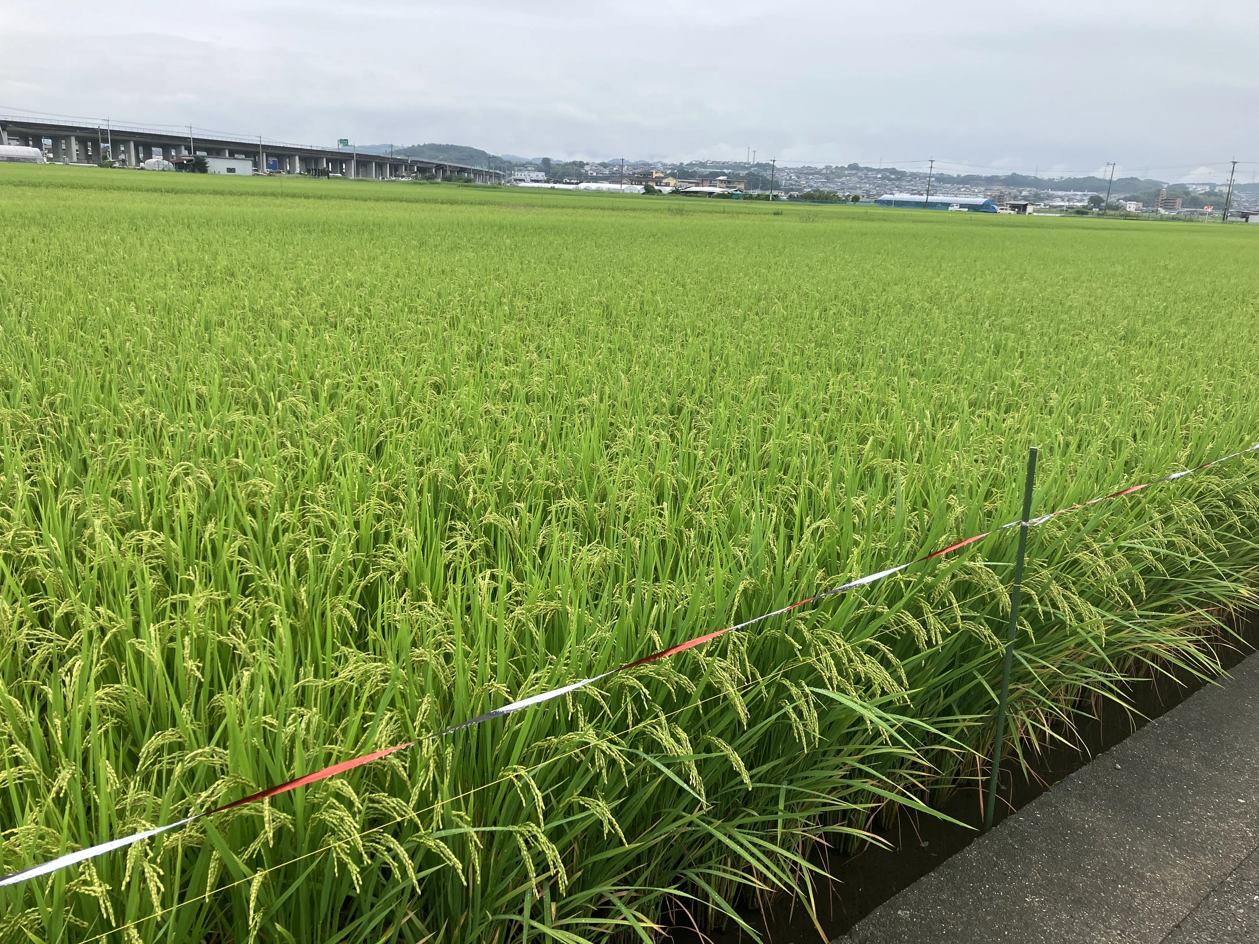 稲穂が実る田圃｜森山昭三