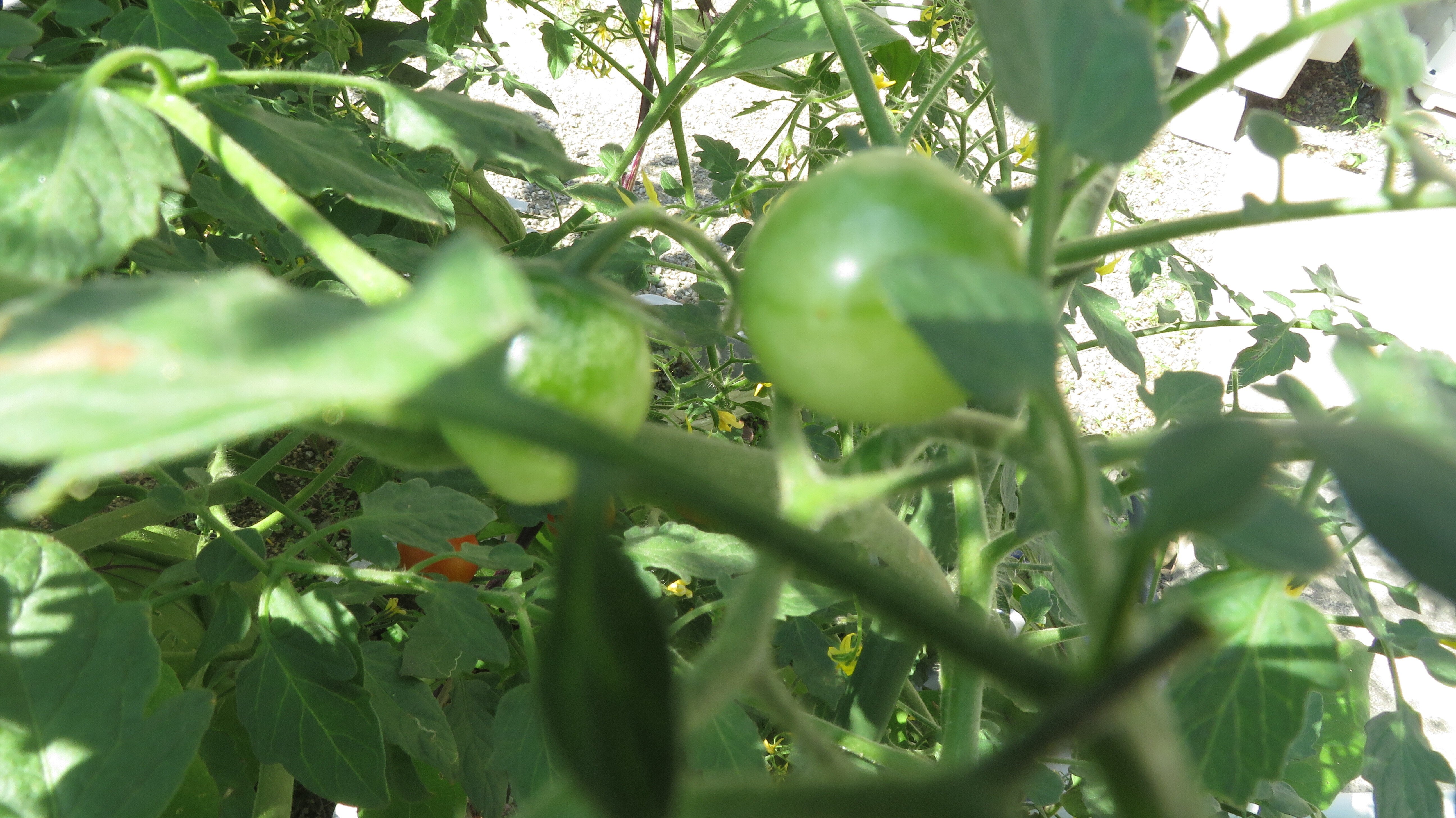 家庭菜園 鉢植えのミニトマト 雲仙人 Note 家庭菜園 鉢植えのミニトマト 雲仙人 Note