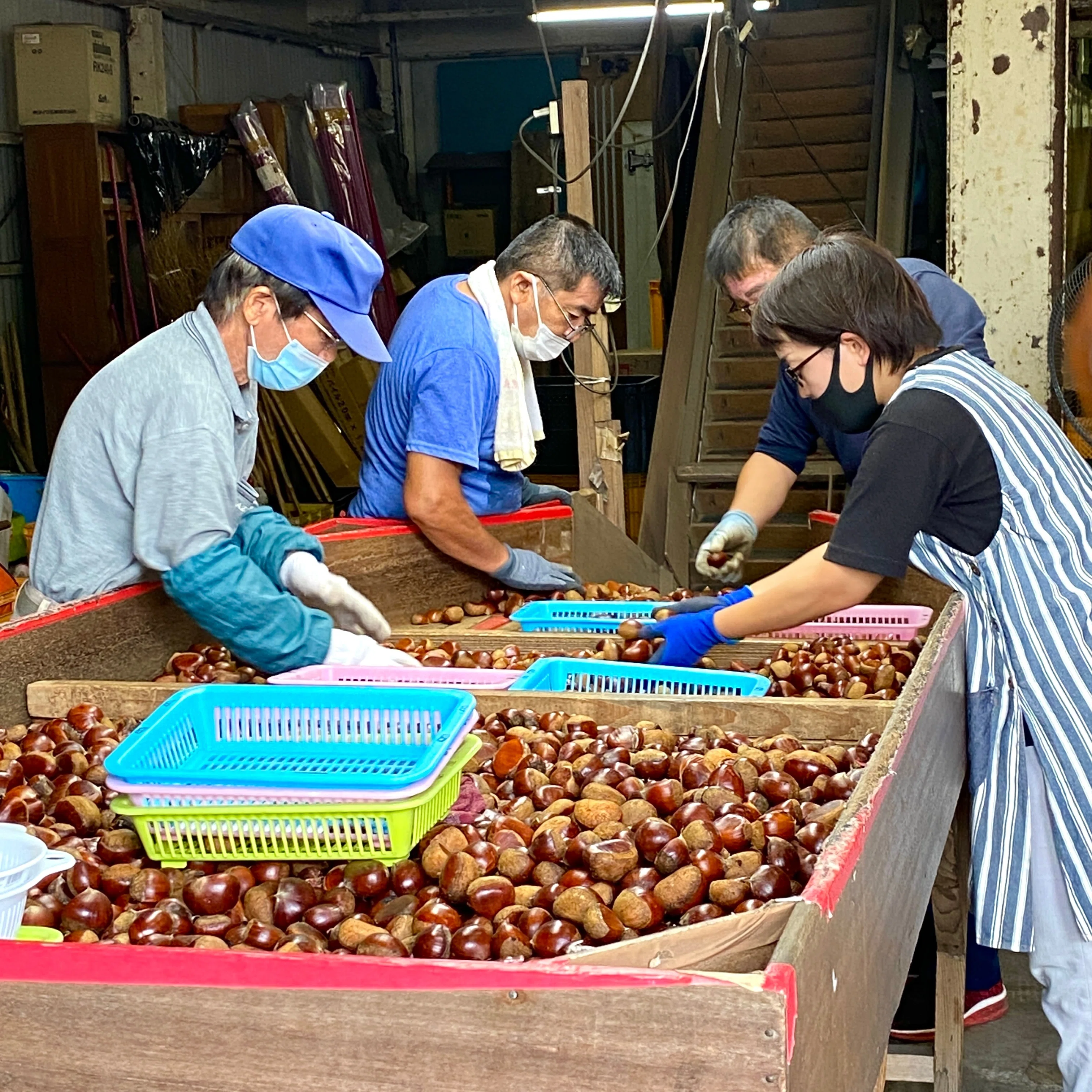 大粒で甘い、ブランド和栗『須木栗』｜外山れな【宮崎県小林市シティー