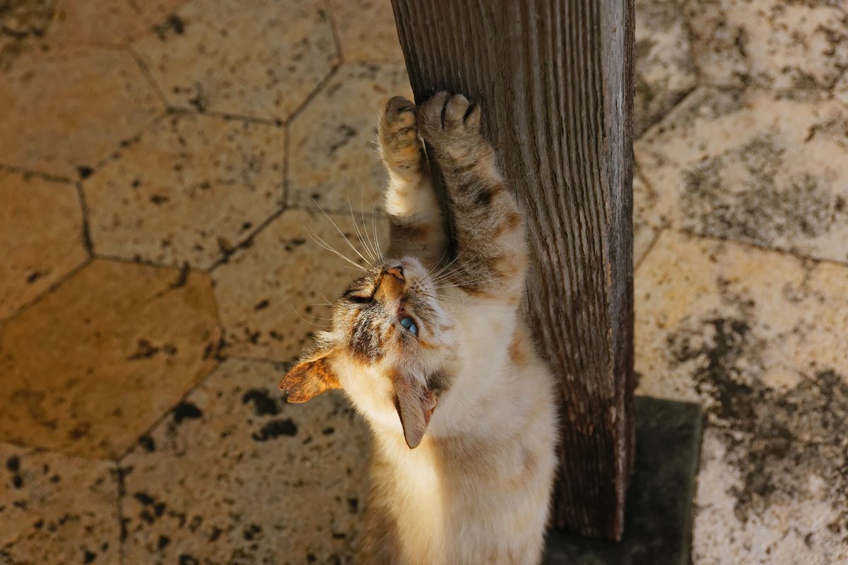 青い目の猫ちゃん Masaki Senko Note