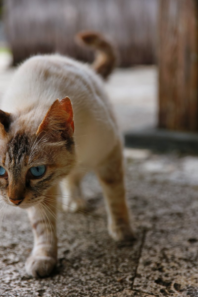 青い目の猫ちゃん Masaki Senko Note