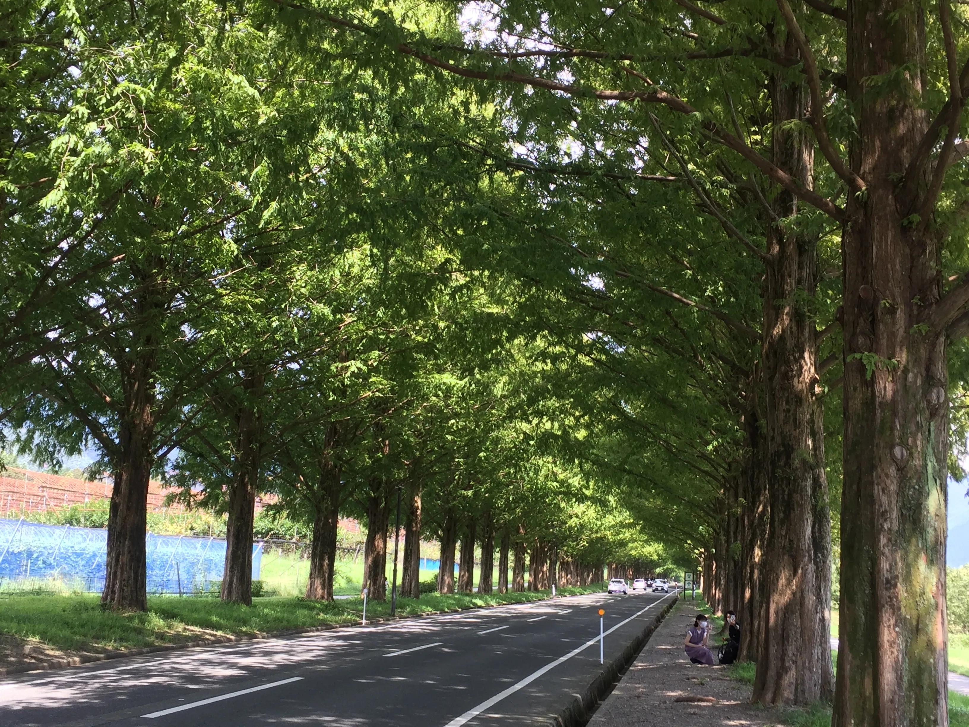 並木道 tree-lined street:JAPAN:SPYAMATO|SPヤマト