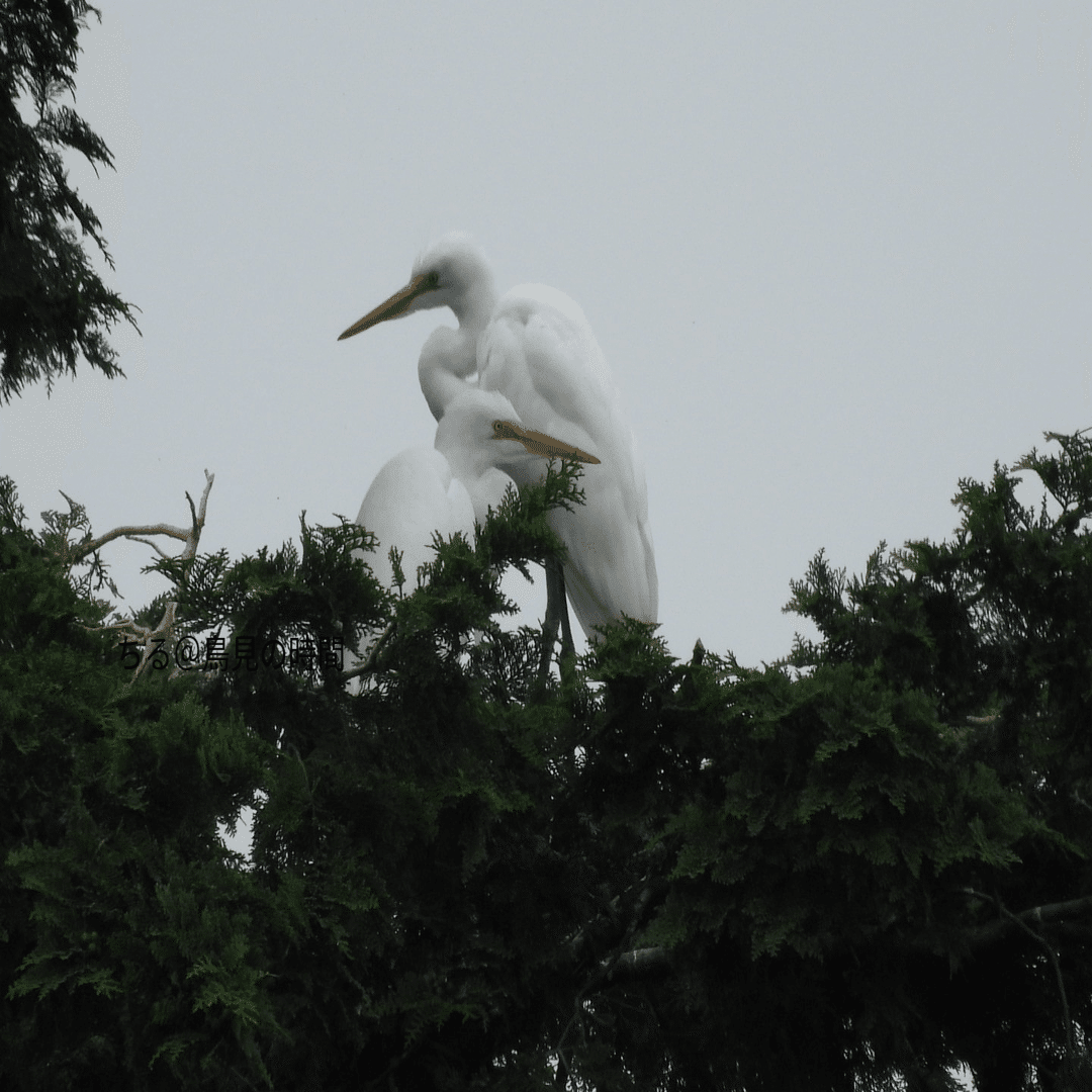 探鳥会レポート ｊ沼編 １ ３話 22年9月 白サギが大にぎわいです ちる 鳥見の時間 Note