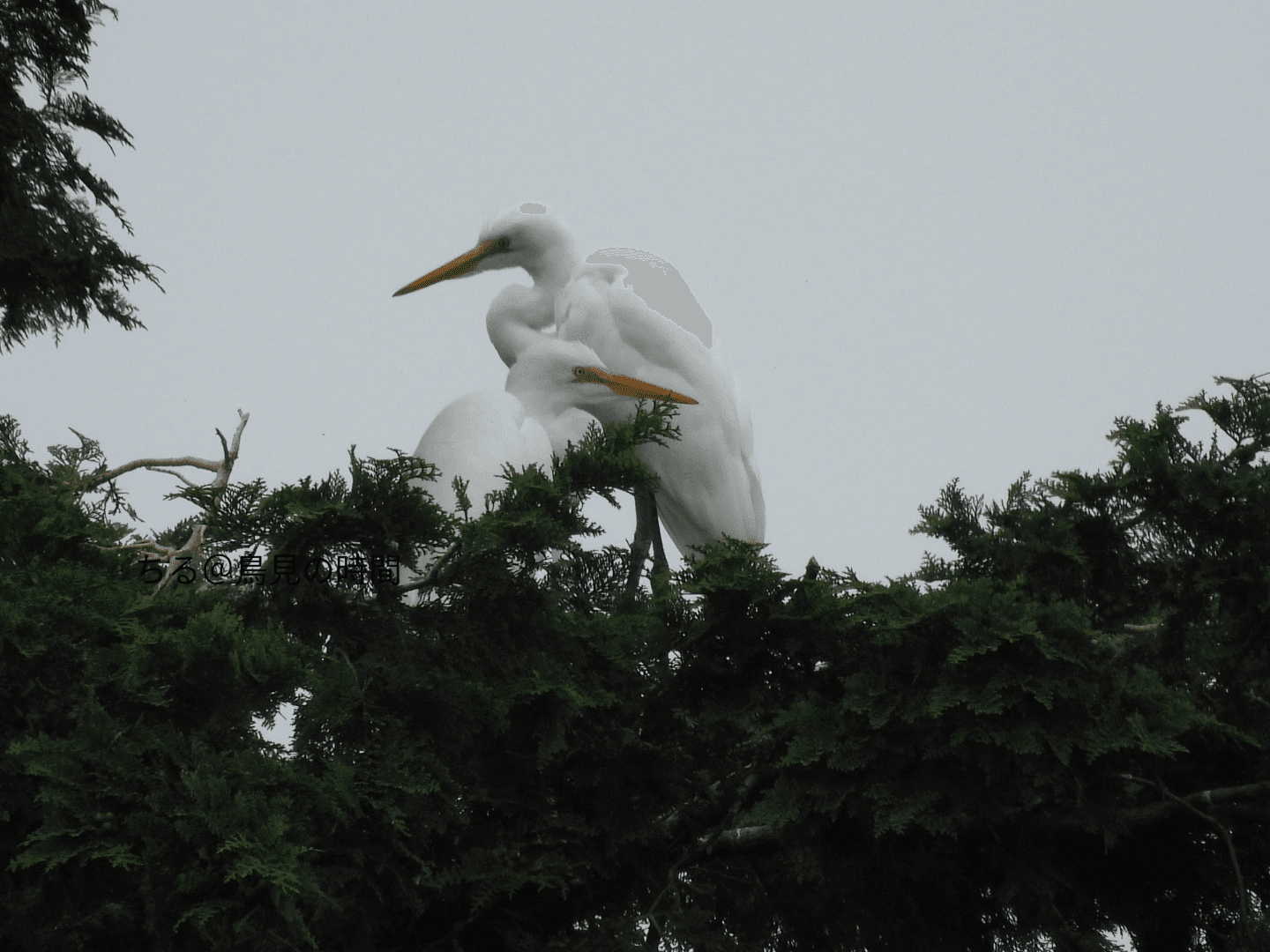 探鳥会レポート j沼編 1 3話 22年9月 白サギが大にぎわいです ちる 鳥見の時間 Note 探鳥会レポート j沼編 1 3話 22年9月 白サギが大にぎわいです ちる 鳥見の時間 Note