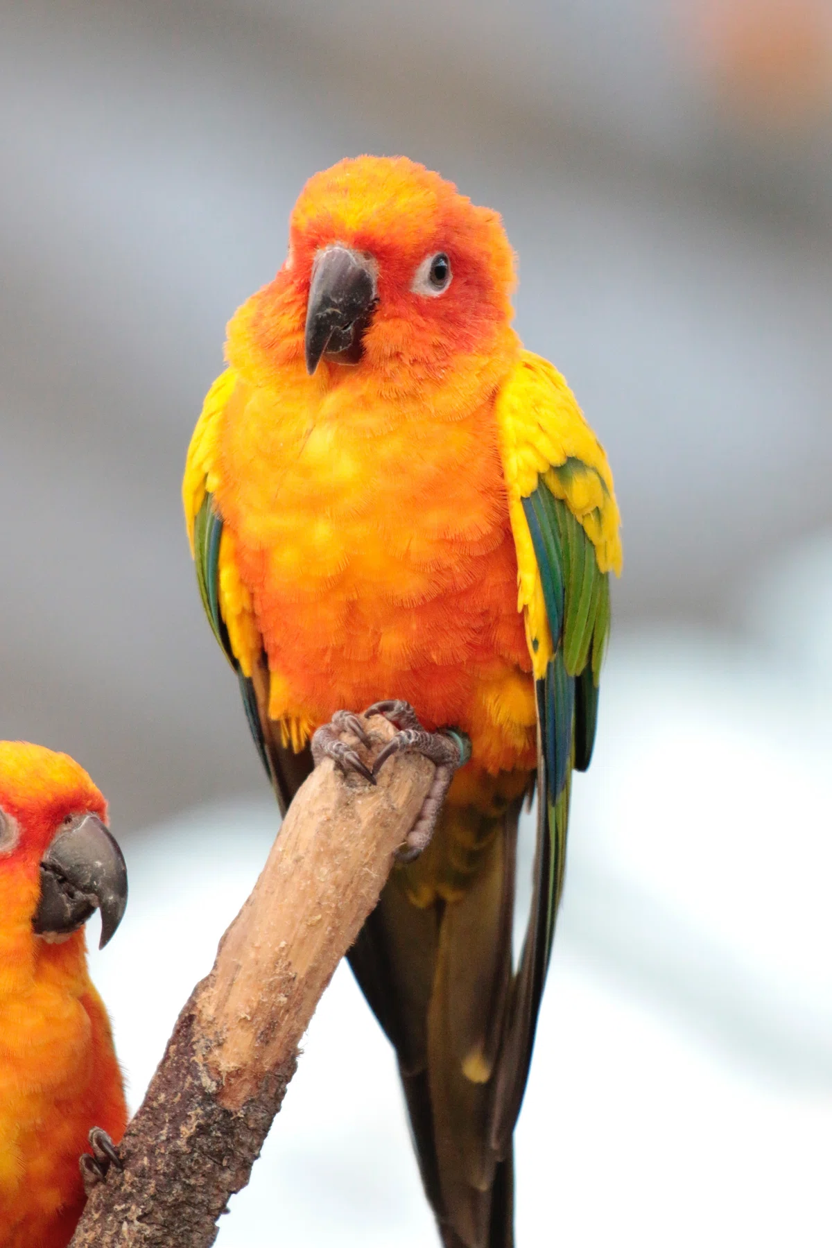 掛川花鳥園スタッフのゆるゆる自由研究 【コガネメキシコインコの成長 