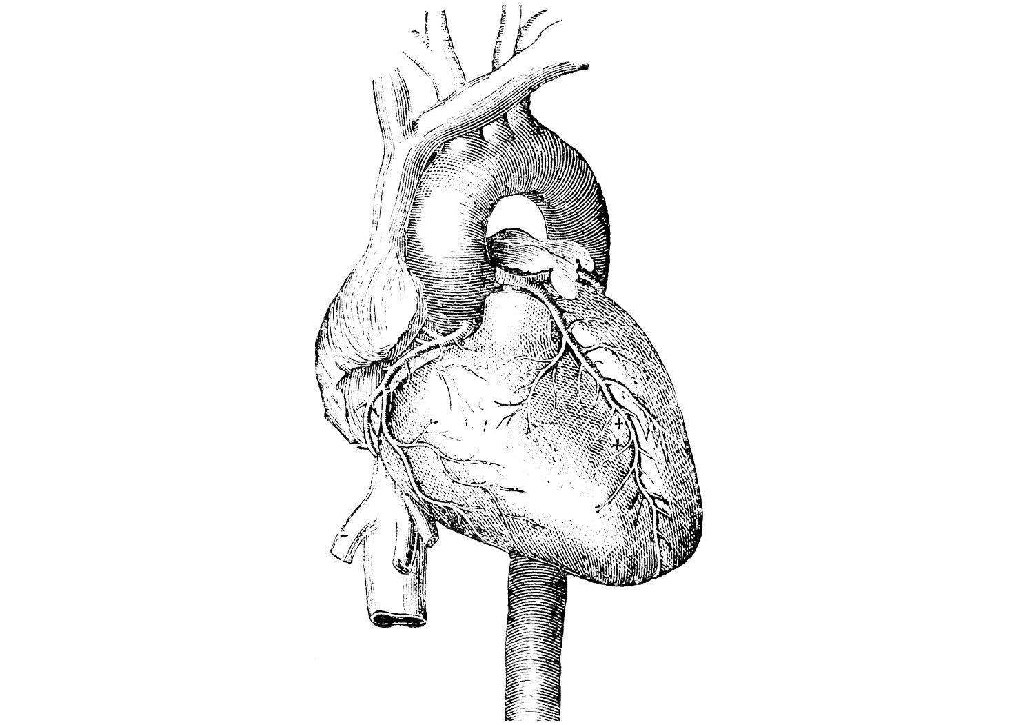 心臓ペンダント A C T Y Plains Ginza Note