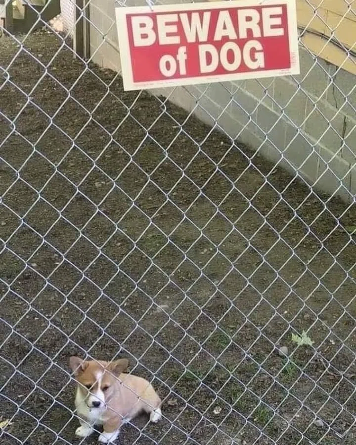 金網の向こうに子犬がいる。金網に「BEWARE of DOG」と、英語でサインが書かれている