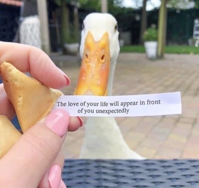 フォーチュンクッキーのおみくじを手にする女性。おみくじには"The love of your life will appear in front of you unexpectedly"と書かれている。おみくじのすぐ後ろに白いアヒルがにじり寄って来ている。
