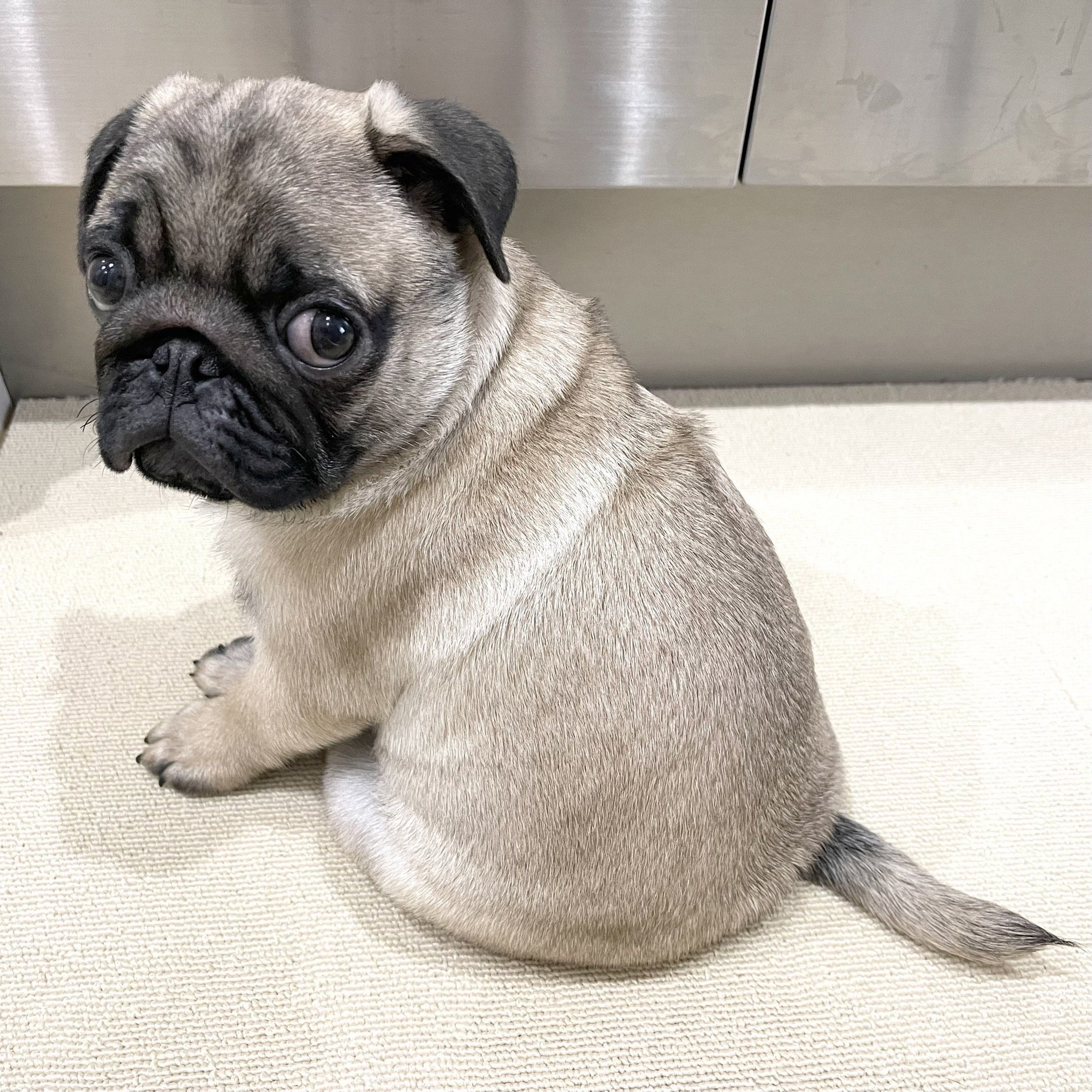 わたしとたるとの10の誓い ～ 朝長美桜が綴る愛犬へのレター ～｜福岡