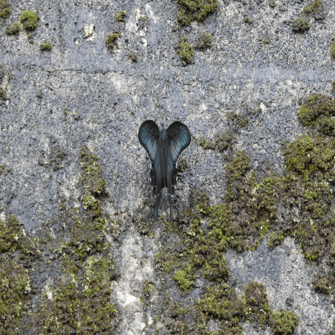 青く光る蝶｜ちる@鳥見の時間