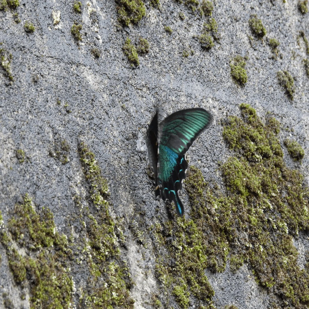 光る蝶 青く光る蝶｜ちる@鳥見の時間