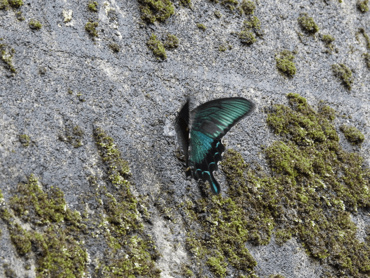 じゃれねこ『10月☆蝶々④』 じゃれねこ『10月☆蝶々④』 じゃれねこ『8月☆11 夜蝶』 じゃれねこ