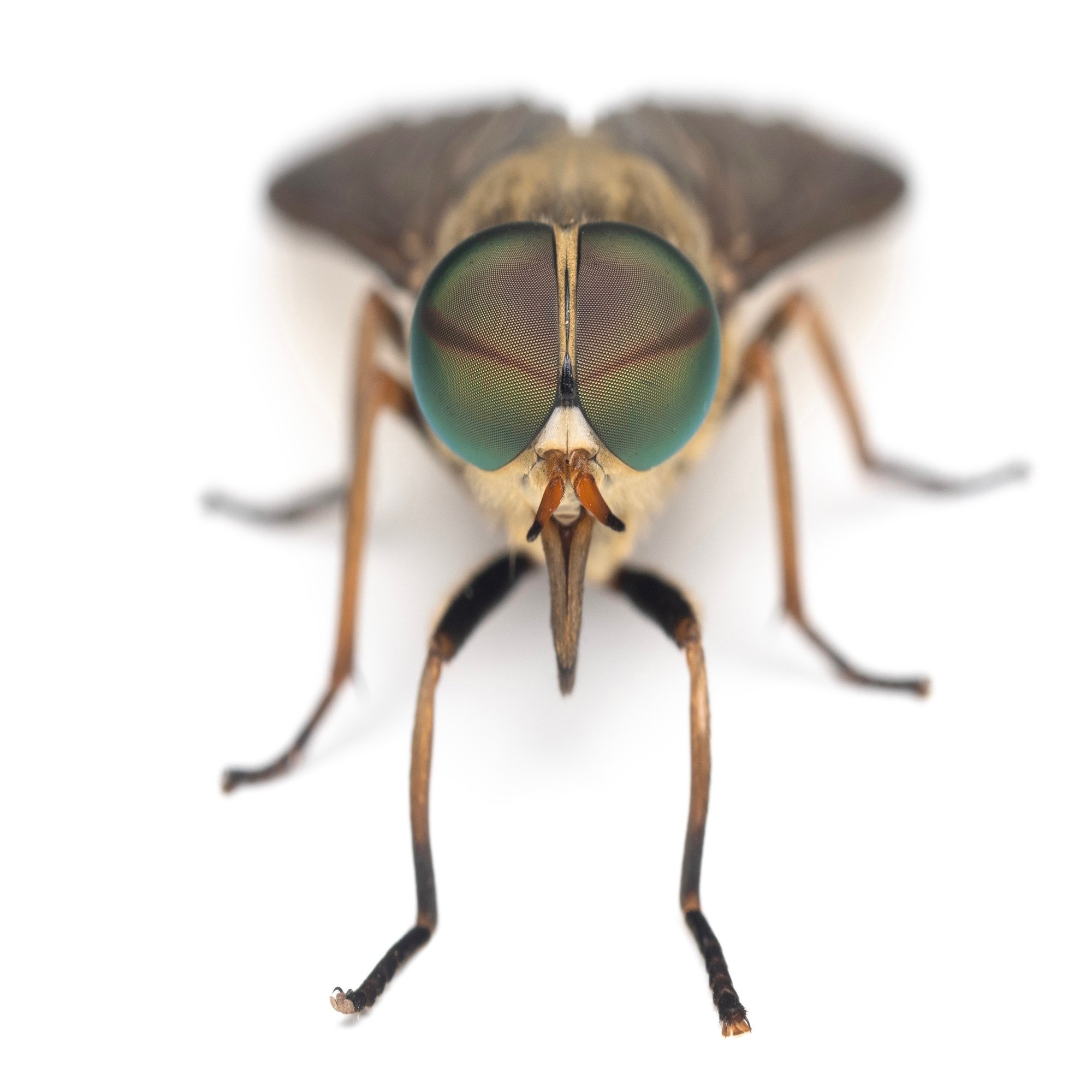 意外にかわいい顔 ヤマトアブ ムシの虫自由帳 Note