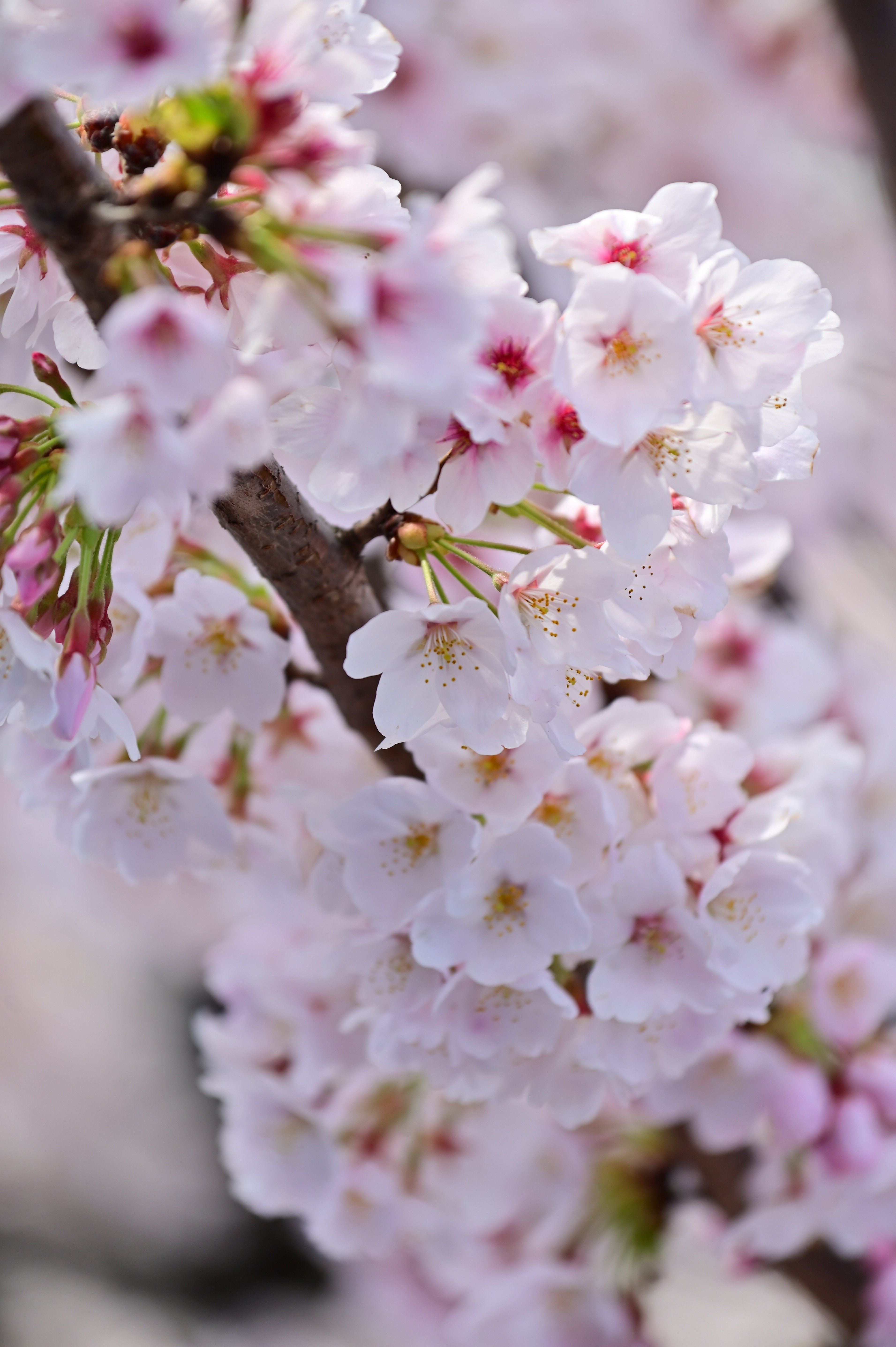 ❣届いてからすぐ使える❣赤がかわいい❣おしゃれな一台❣Nikon D3100❣ c2.jpg