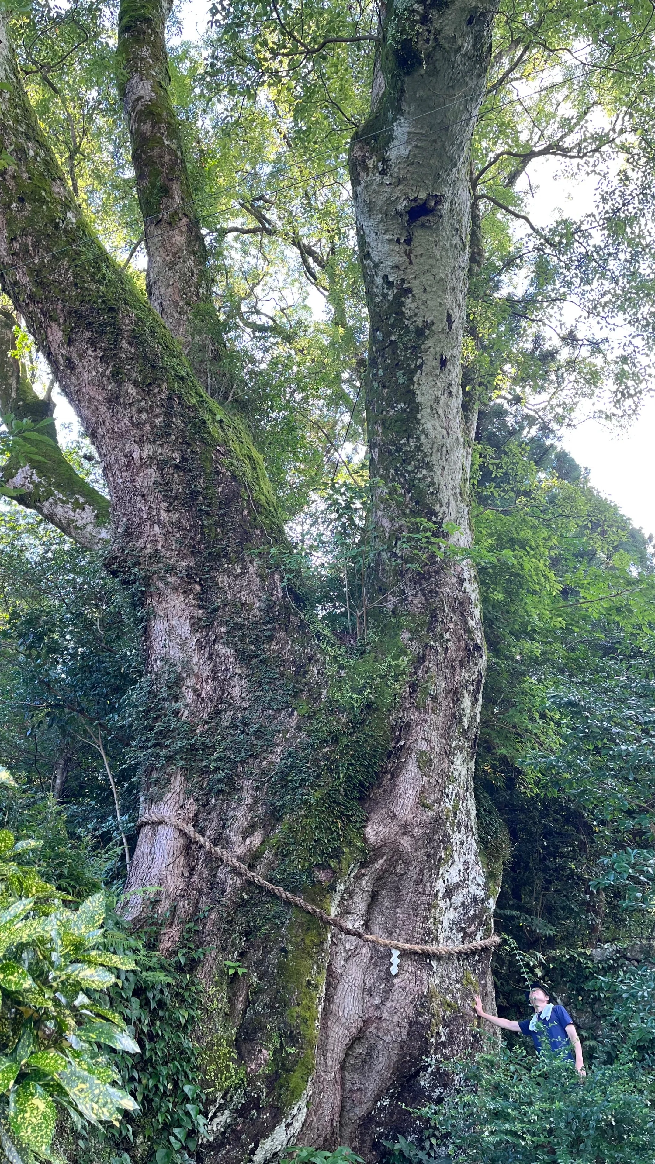 熊野古道を一緒に歩きませんか？｜青木マーキー