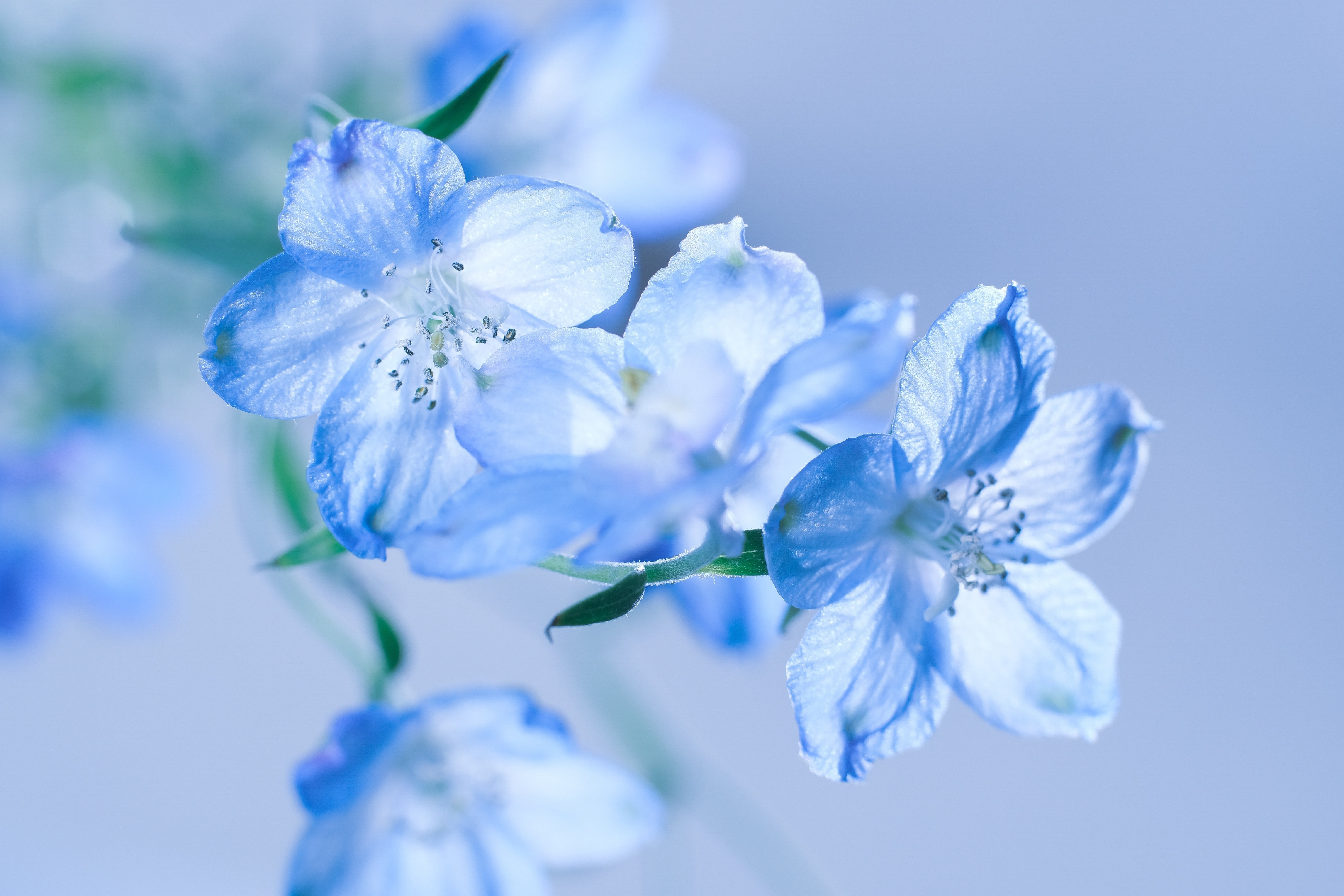 デルフィニウム グランブルー｜タキツネ | 花の写真を撮ります