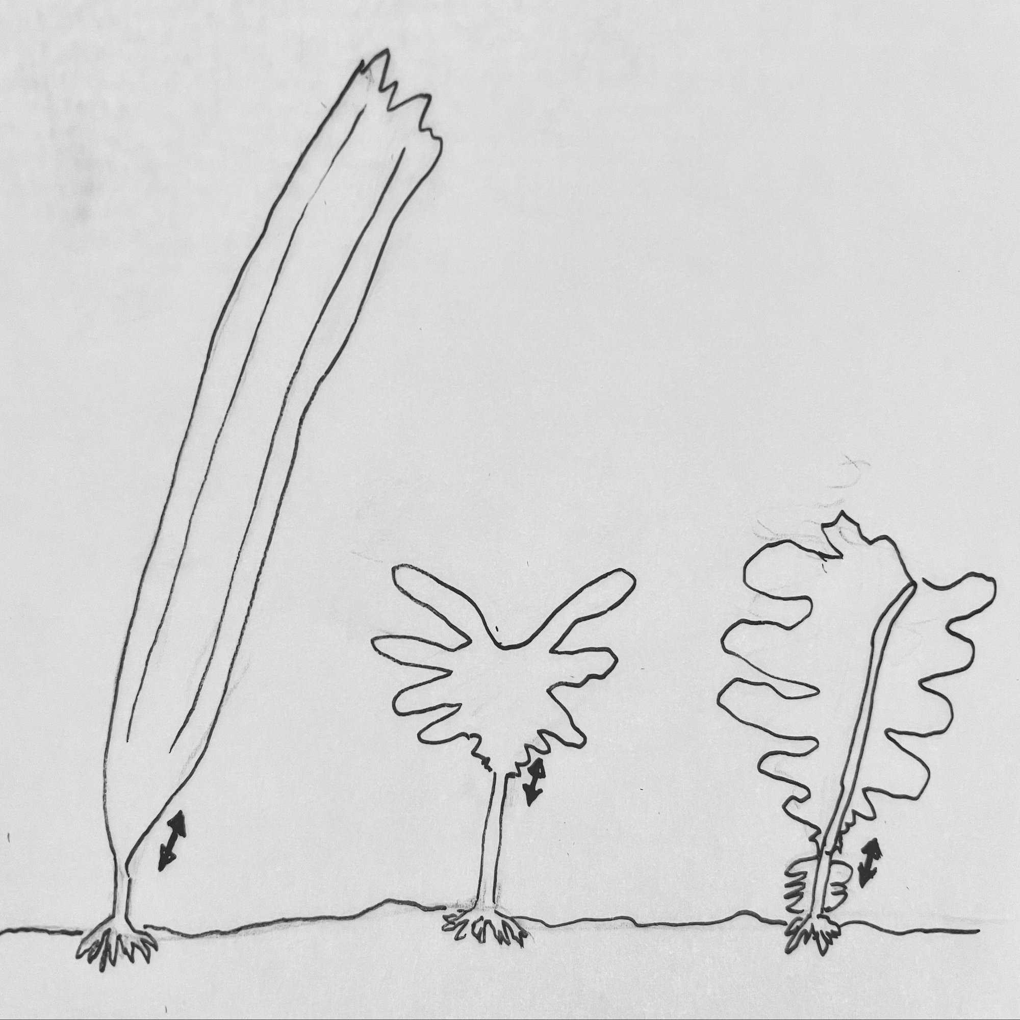 海のナンジャラホイ 18 コンブの異端児ジャイアントケルプ たのしい授業 仮説社 Note