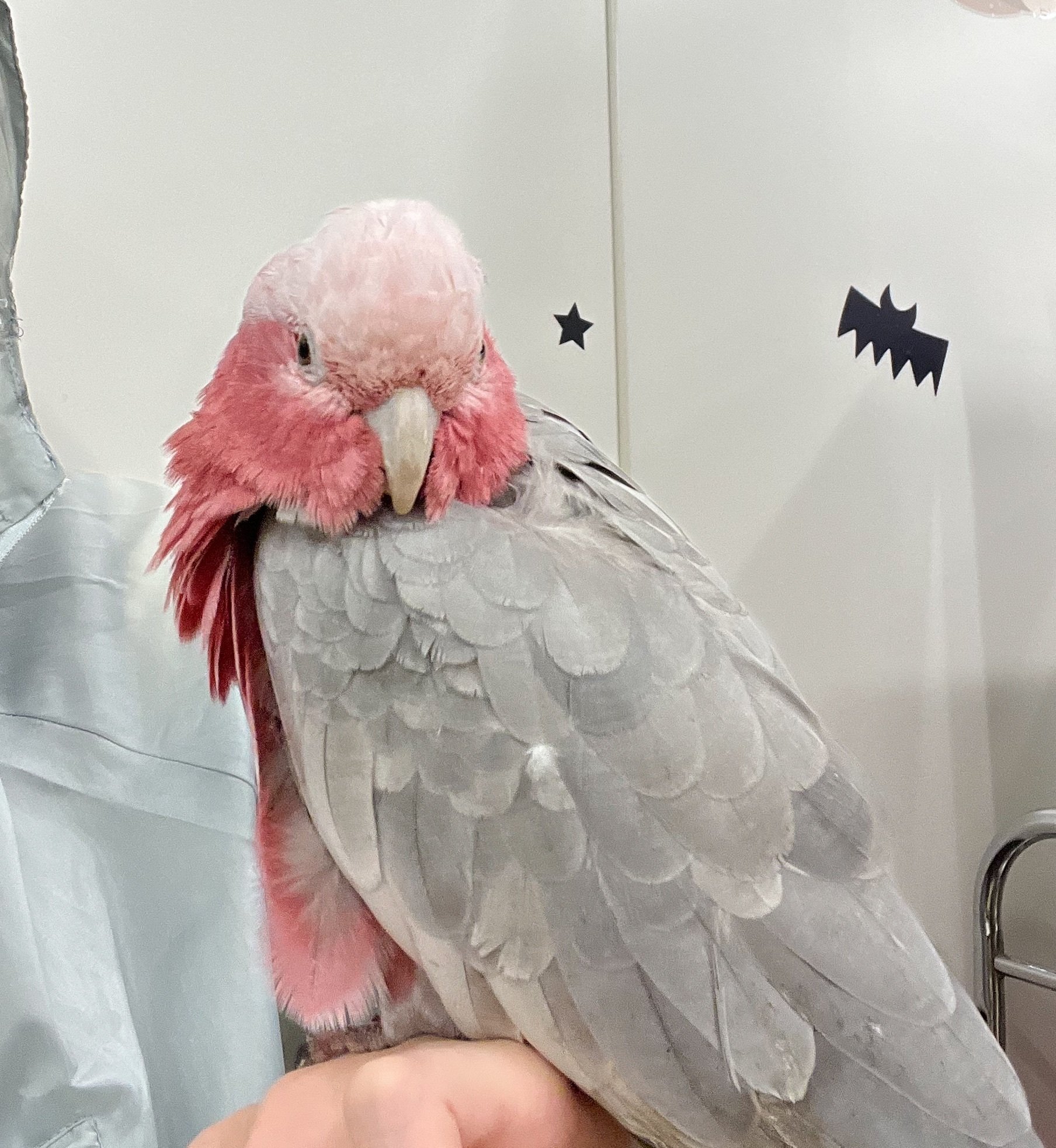 9月18日日記 鳥のいるカフェ あづきえん Note 9月18日日記 鳥のいるカフェ あづきえん Note