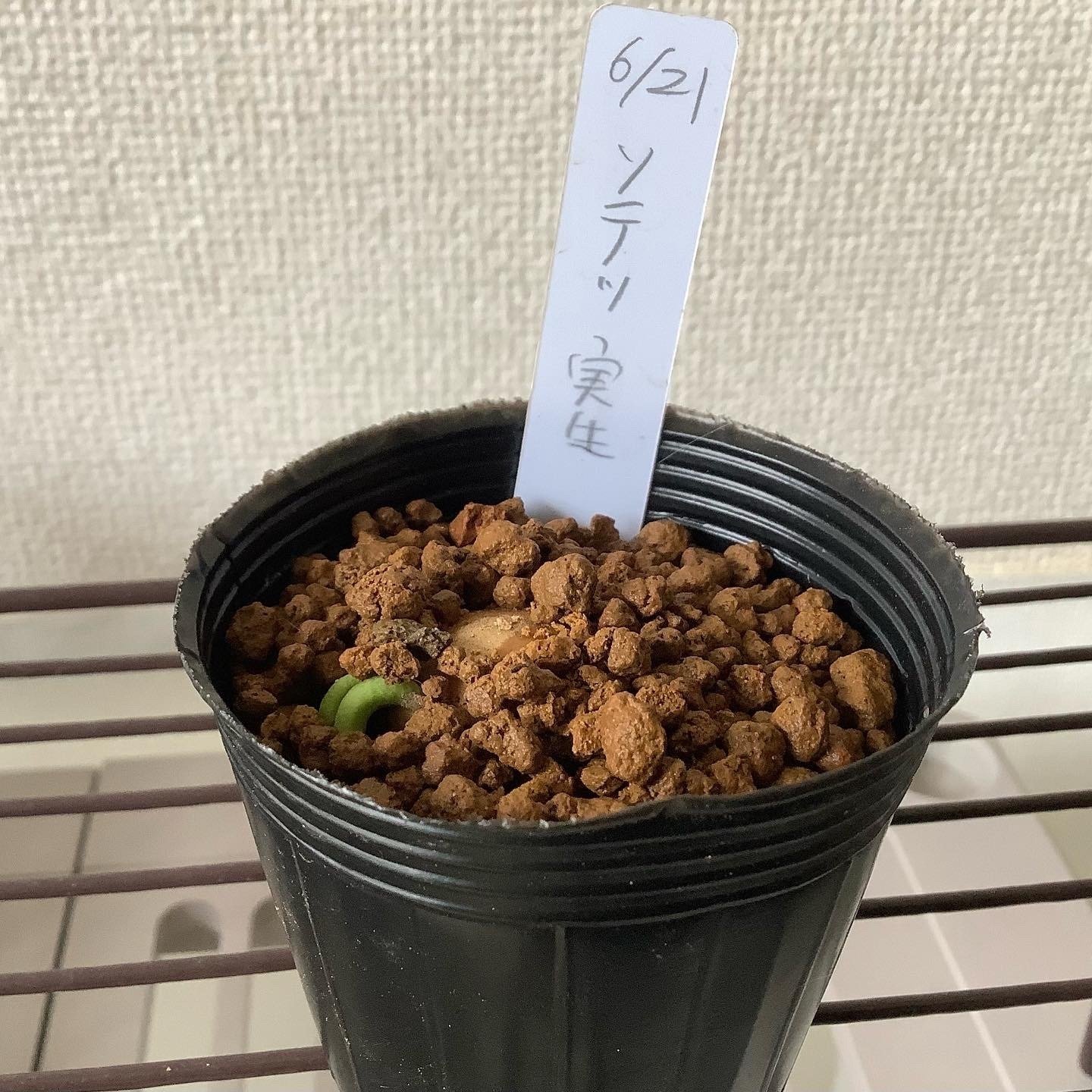 ソテツを種から育てる｜春庭・ふみの（フエルトマスコット作家＠もろき）