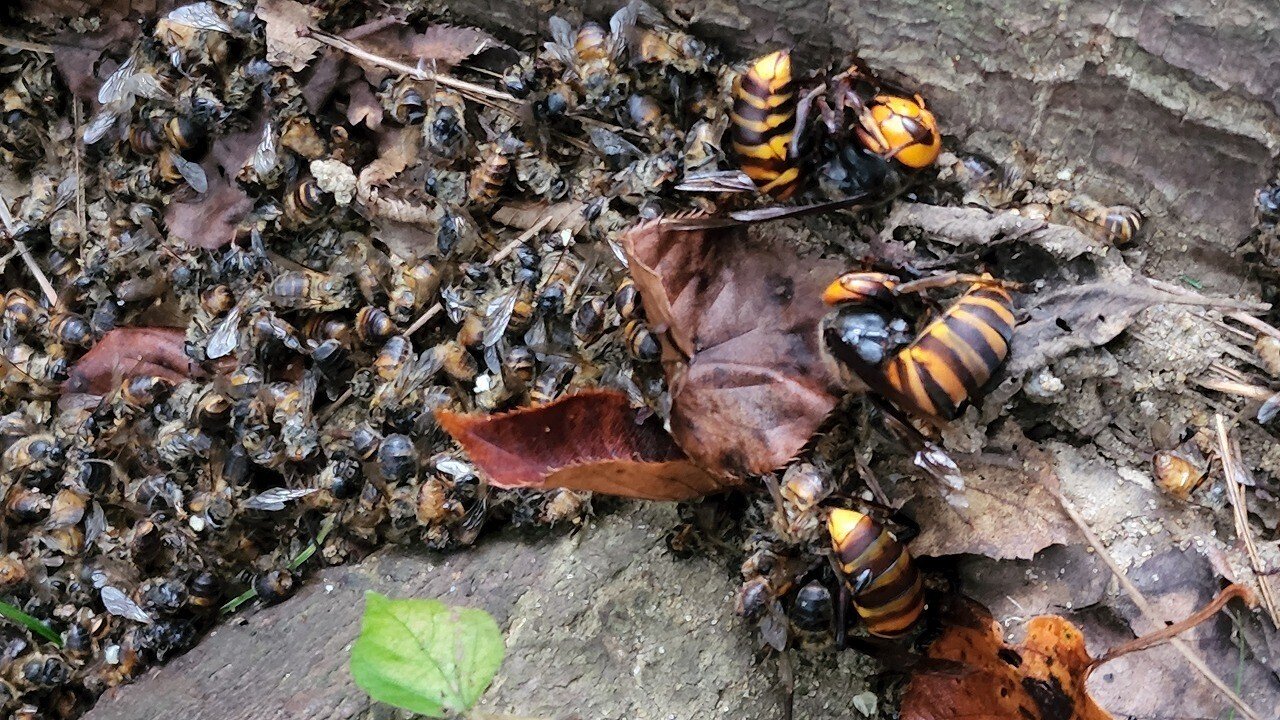 オオスズメバチに襲われた日本ミツバチ 川崎市黒川青少年野外活動センター Note オオスズメバチに襲われた日本ミツバチ 川崎市黒川青少年野外活動センター Note