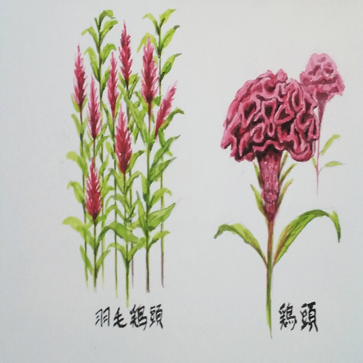 鶏頭 角 京都 Note