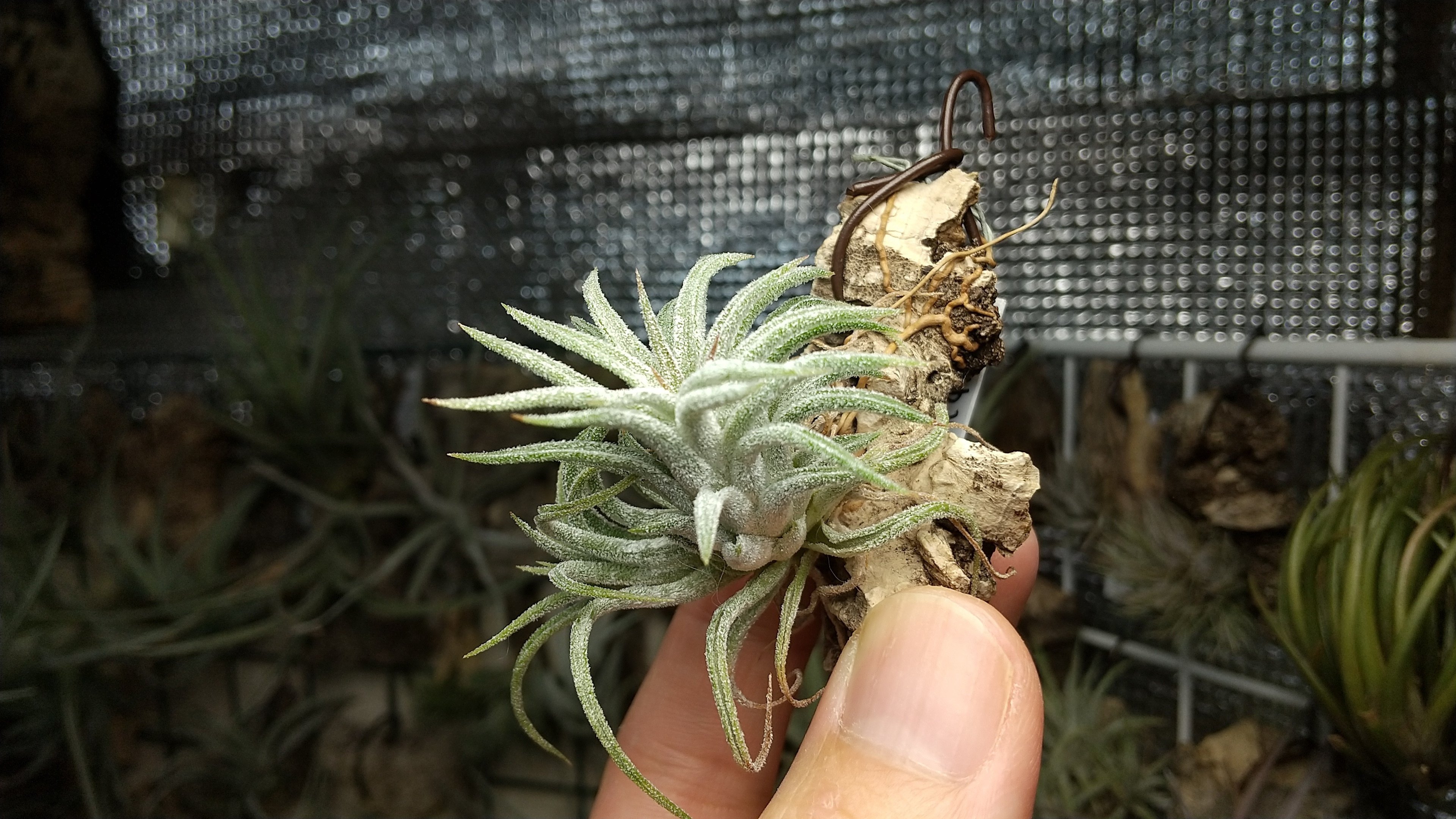 ティランジア着生のススメ｜NatureGarden🌿神田