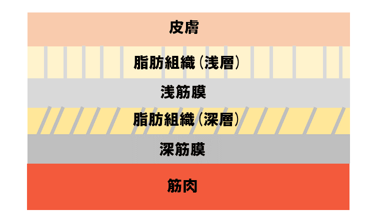 筋膜 第1回 《浅筋膜》｜上田浩司（理学療法士）