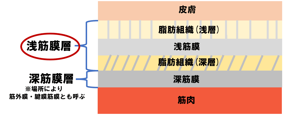 筋膜 第1回 《浅筋膜》|上田浩司(理学療法士) 筋膜 第1回 《浅筋膜》|上田浩司(理学療法士)