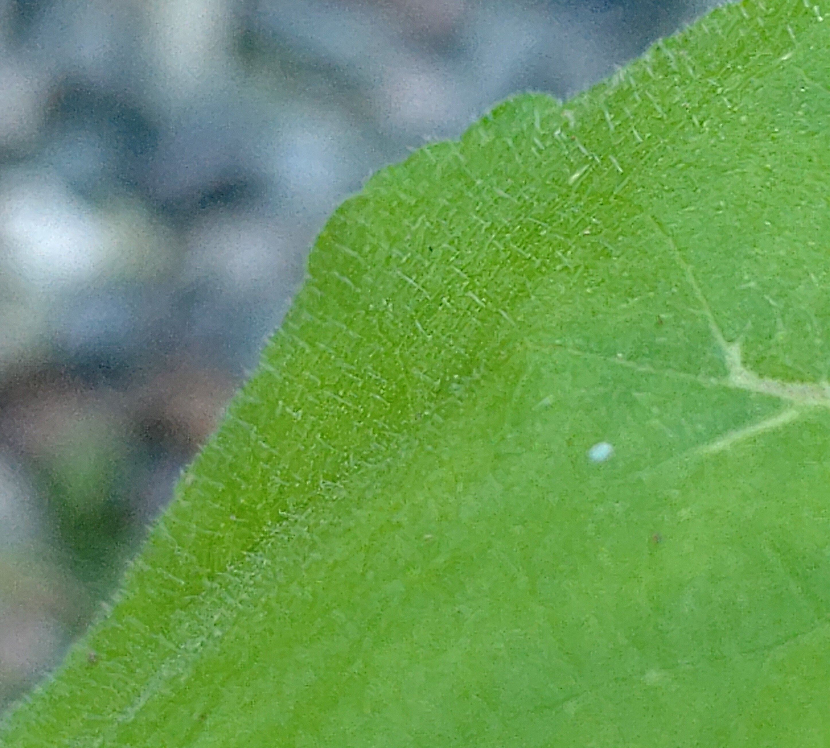 似てる？似てない？？【クワクサ】｜うりぼう