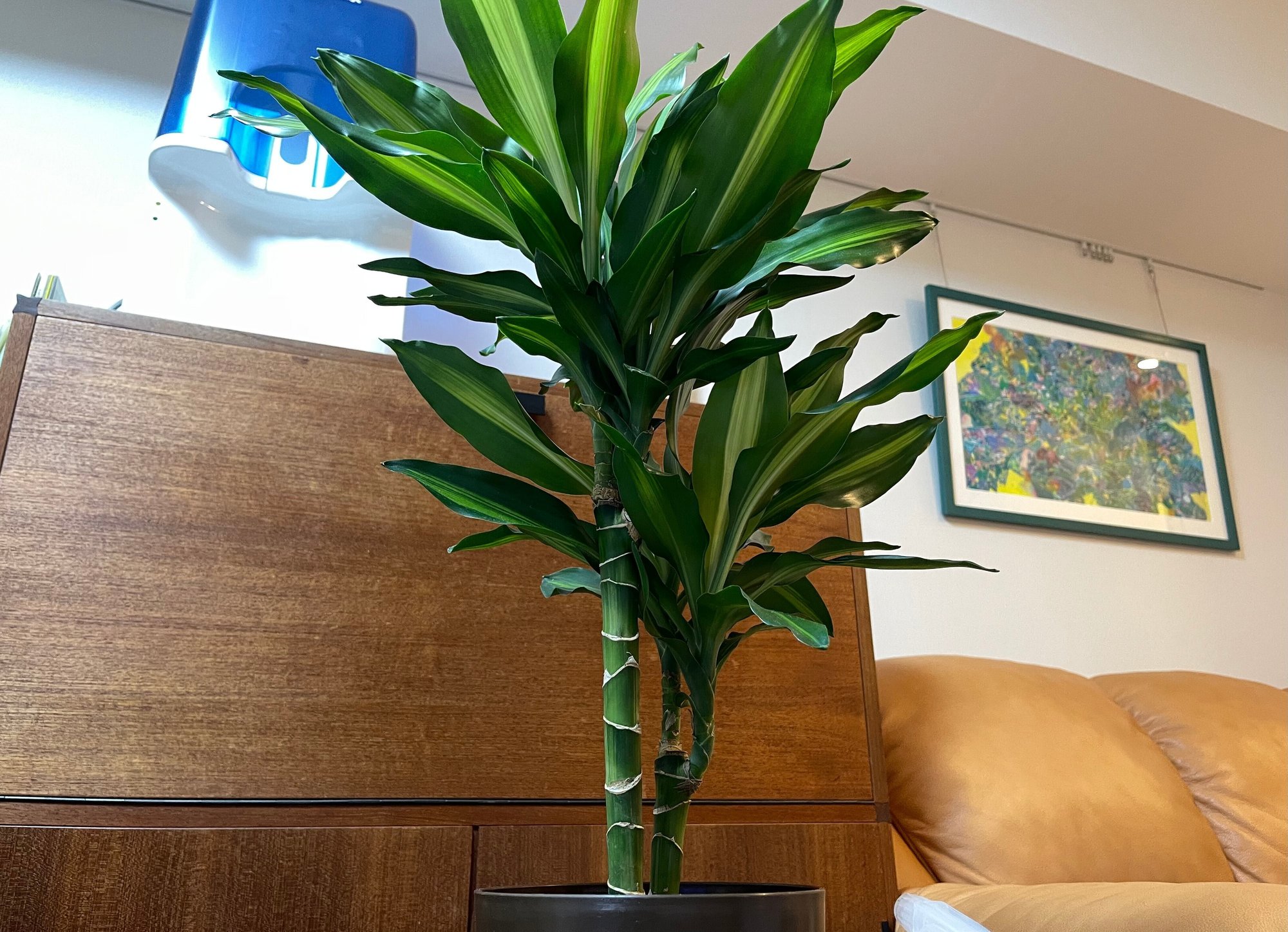 私の中の緑黄色社会 宇都宮秀男 フォロバ100 Note 私の中の緑黄色社会 宇都宮秀男 フォロバ100 Note