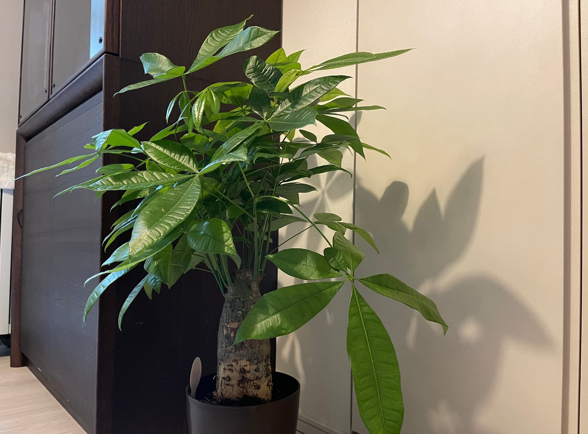 私の中の緑黄色社会 宇都宮秀男 フォロバ100 Note 私の中の緑黄色社会 宇都宮秀男 フォロバ100 Note