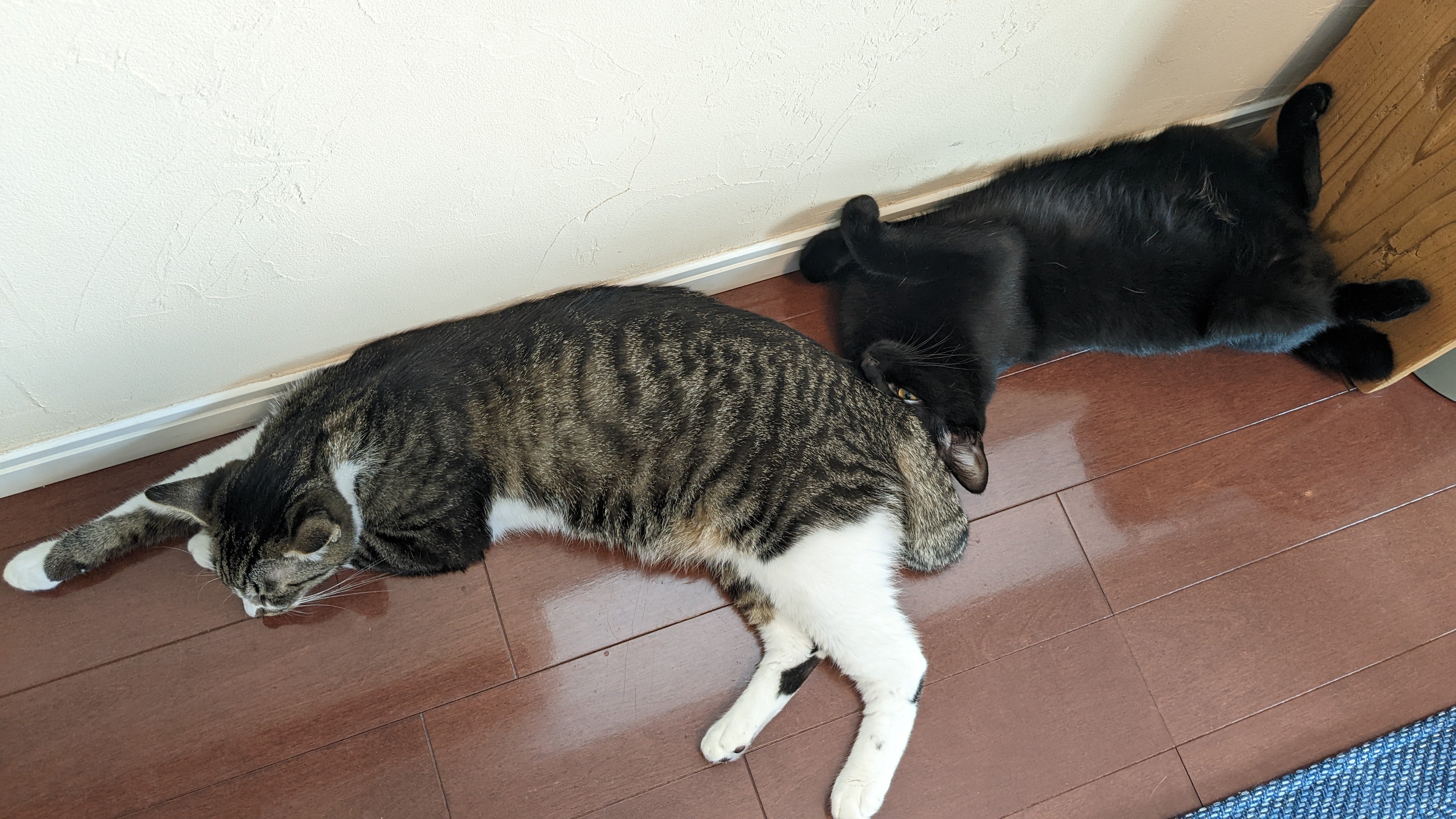 今日の猫 2 これは静かに寝ていたところにいきなり兄猫のお尻を顔面にぶつけられ 思わず虚無の顔になった妹猫 猫柵同盟 Note
